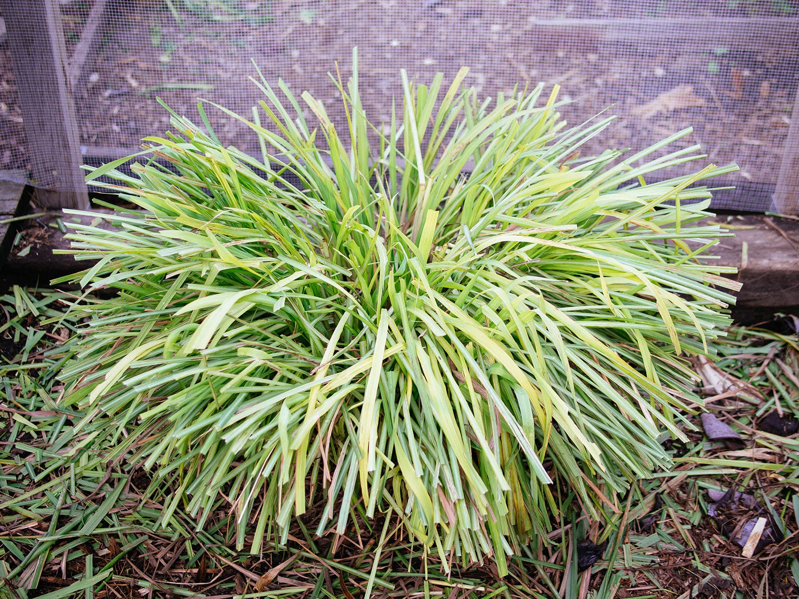 Lemongrass
