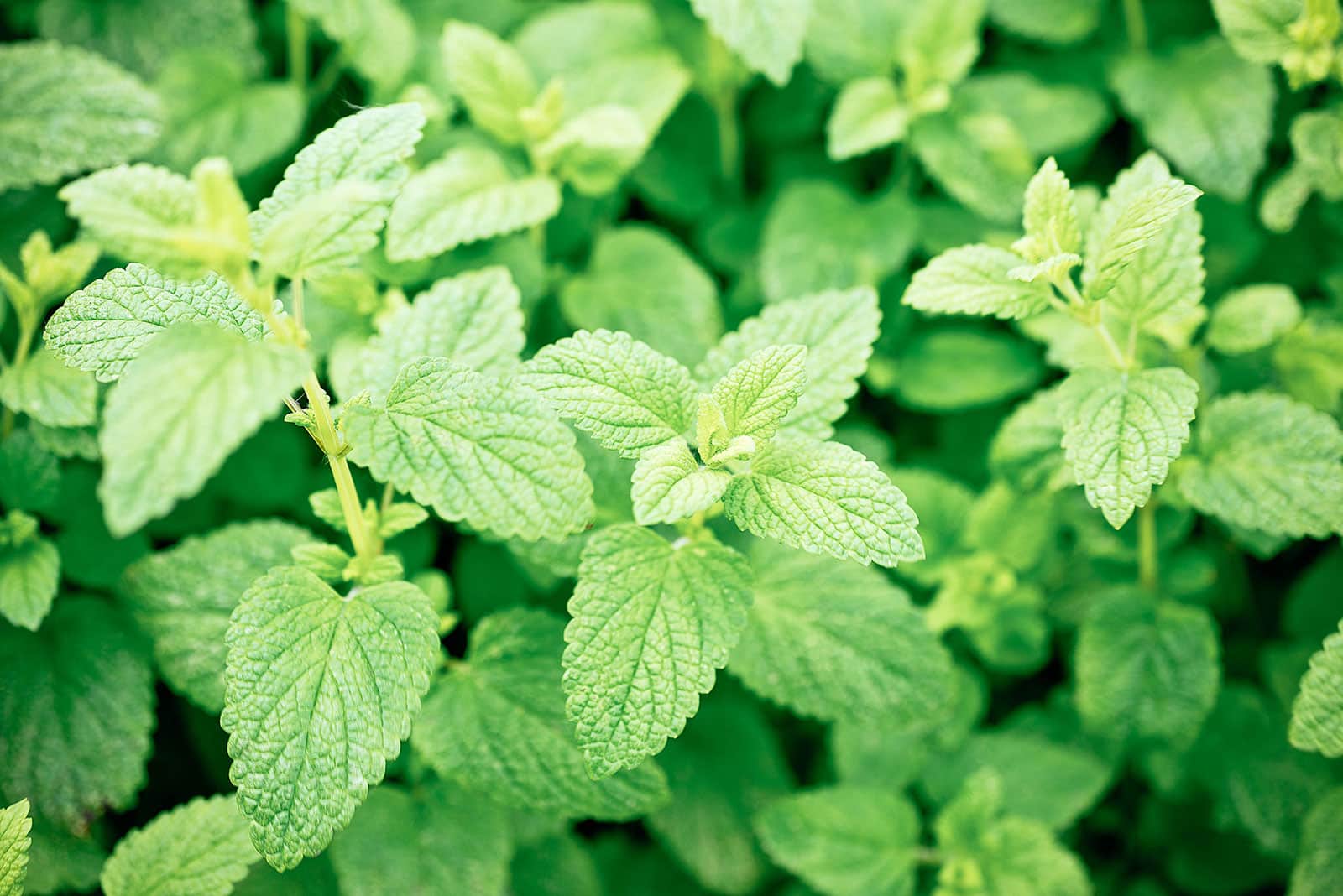 Lime balm