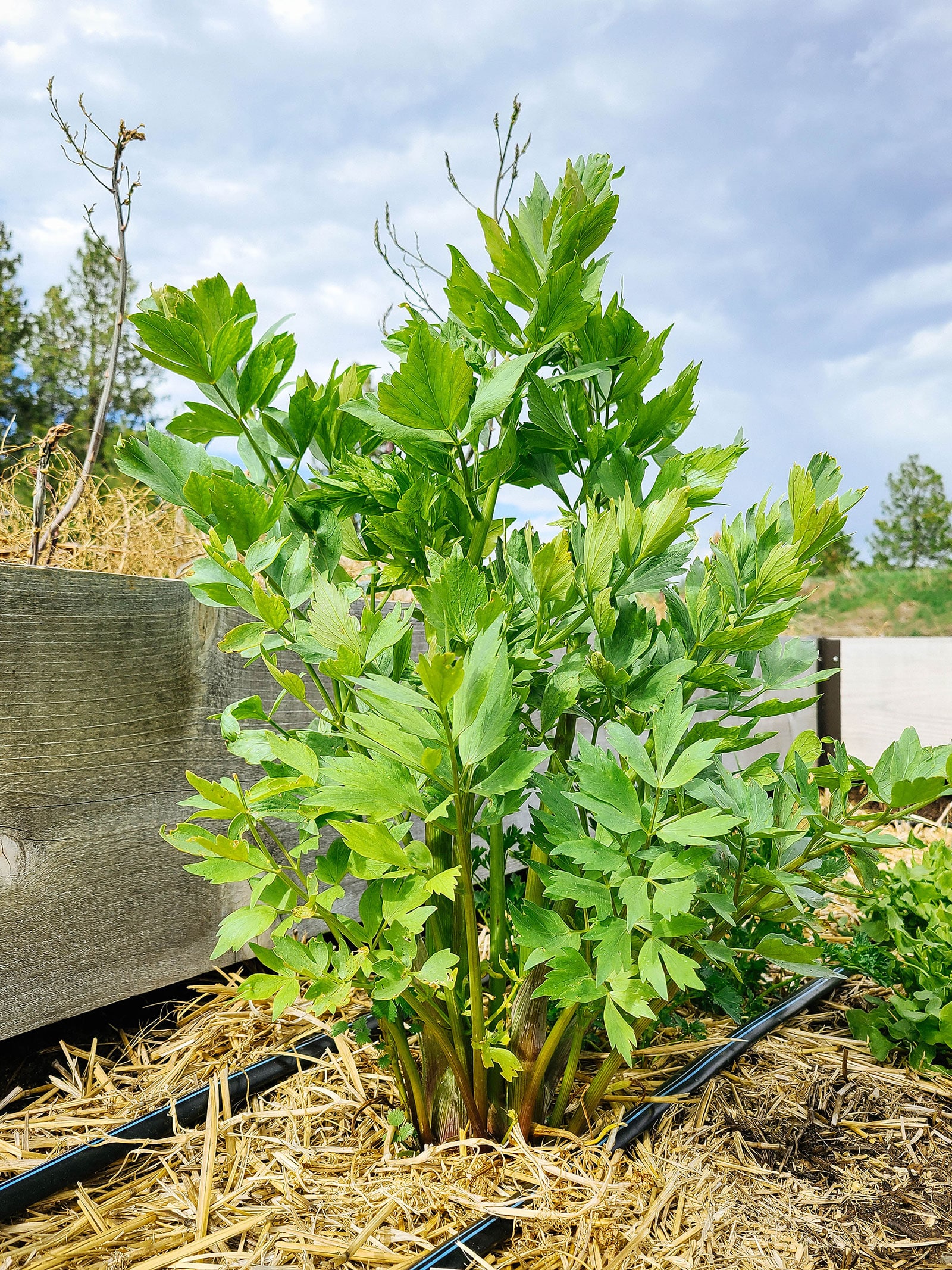 Lovage