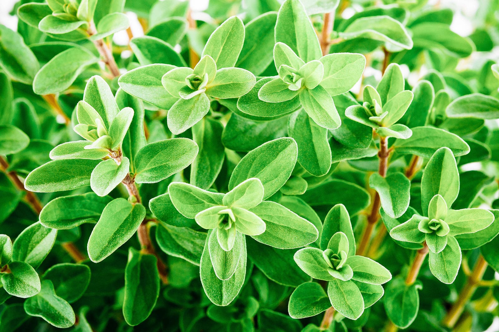Marjoram