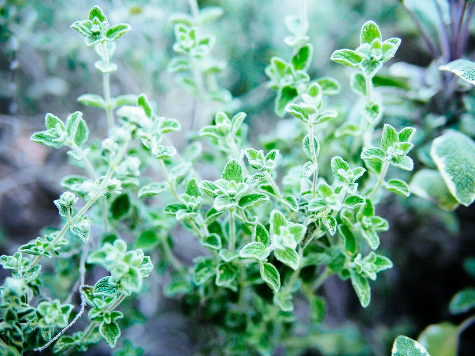 Zaatar oregano