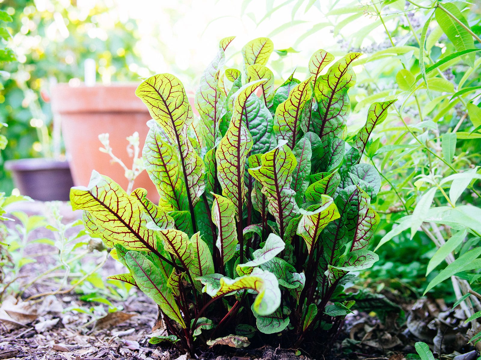 Red-veined sorrel (bloody dock)