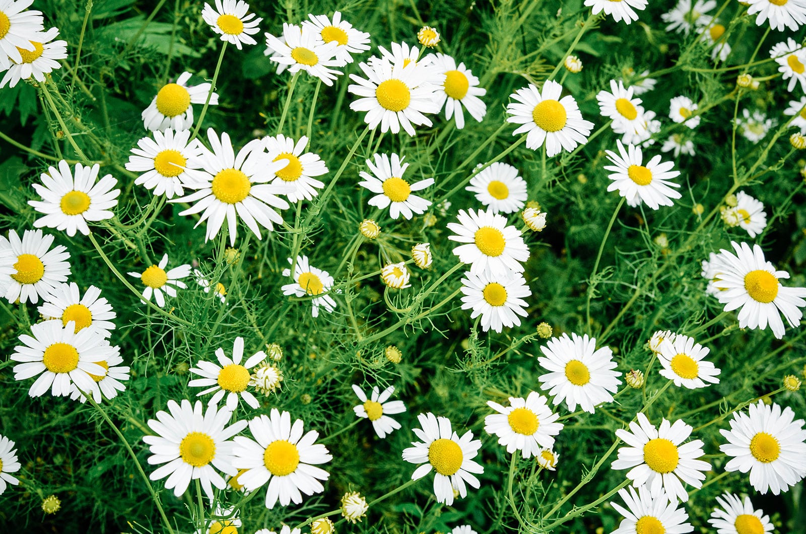 Roman chamomile