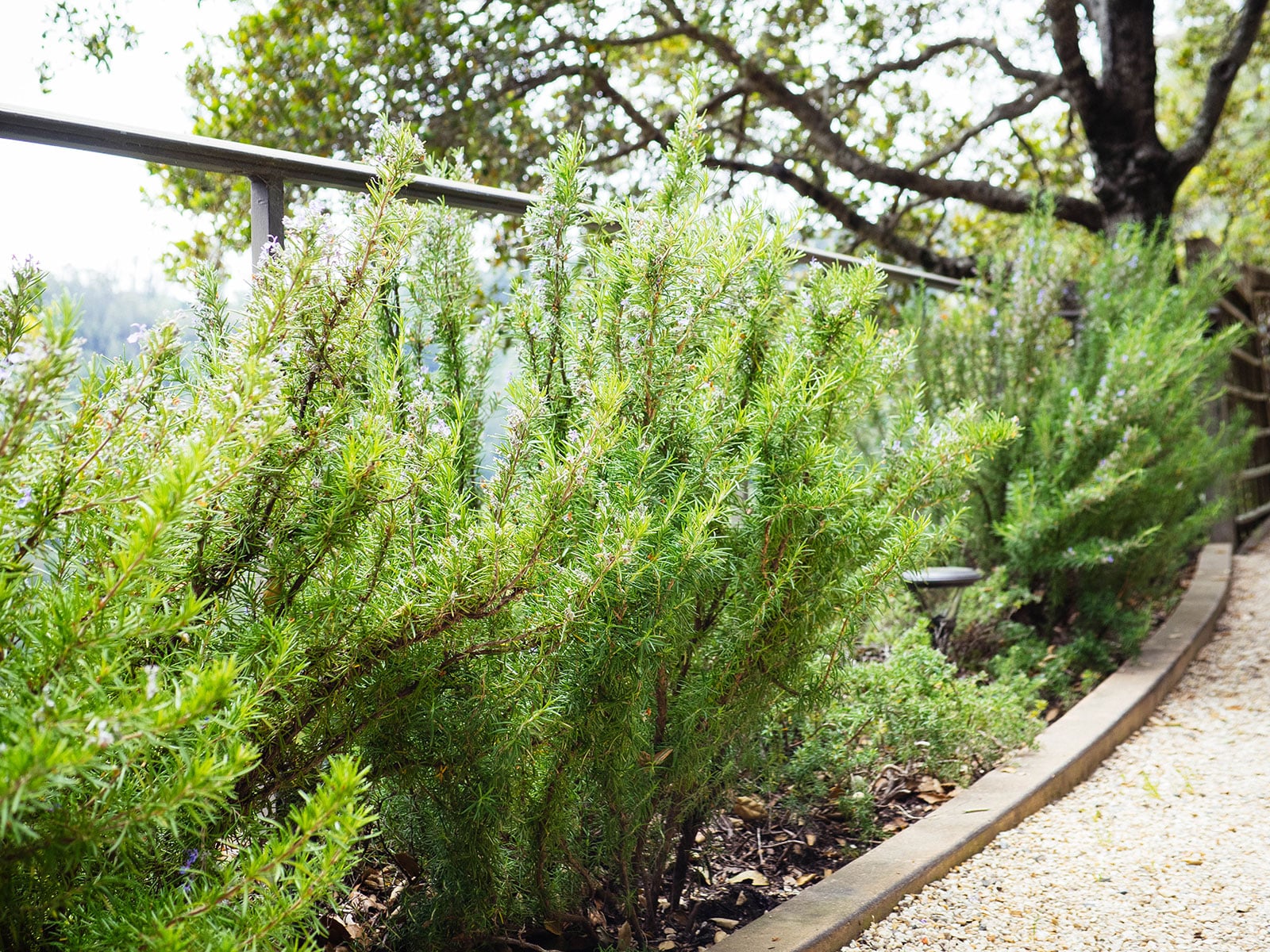 Rosemary