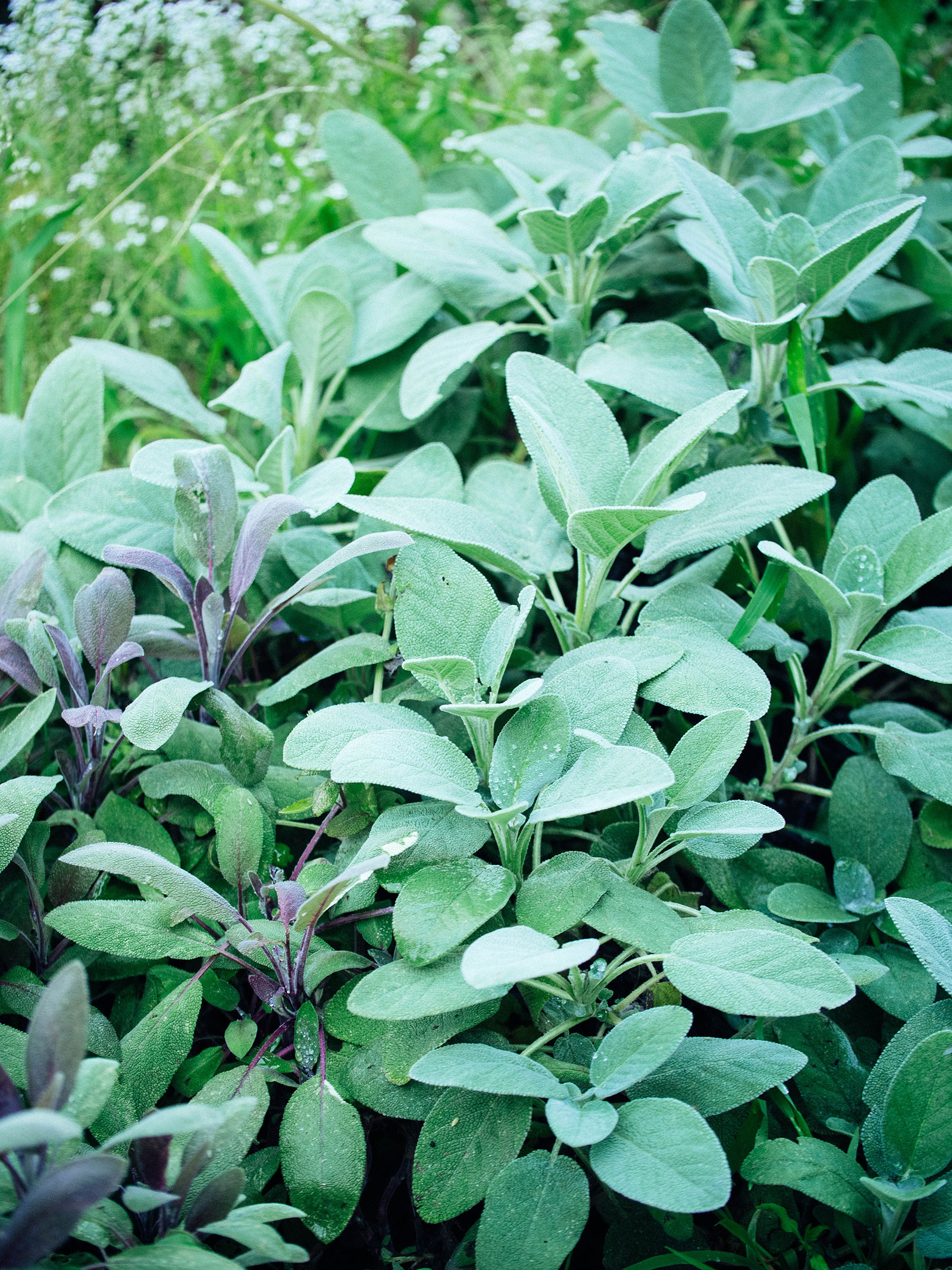 Sage