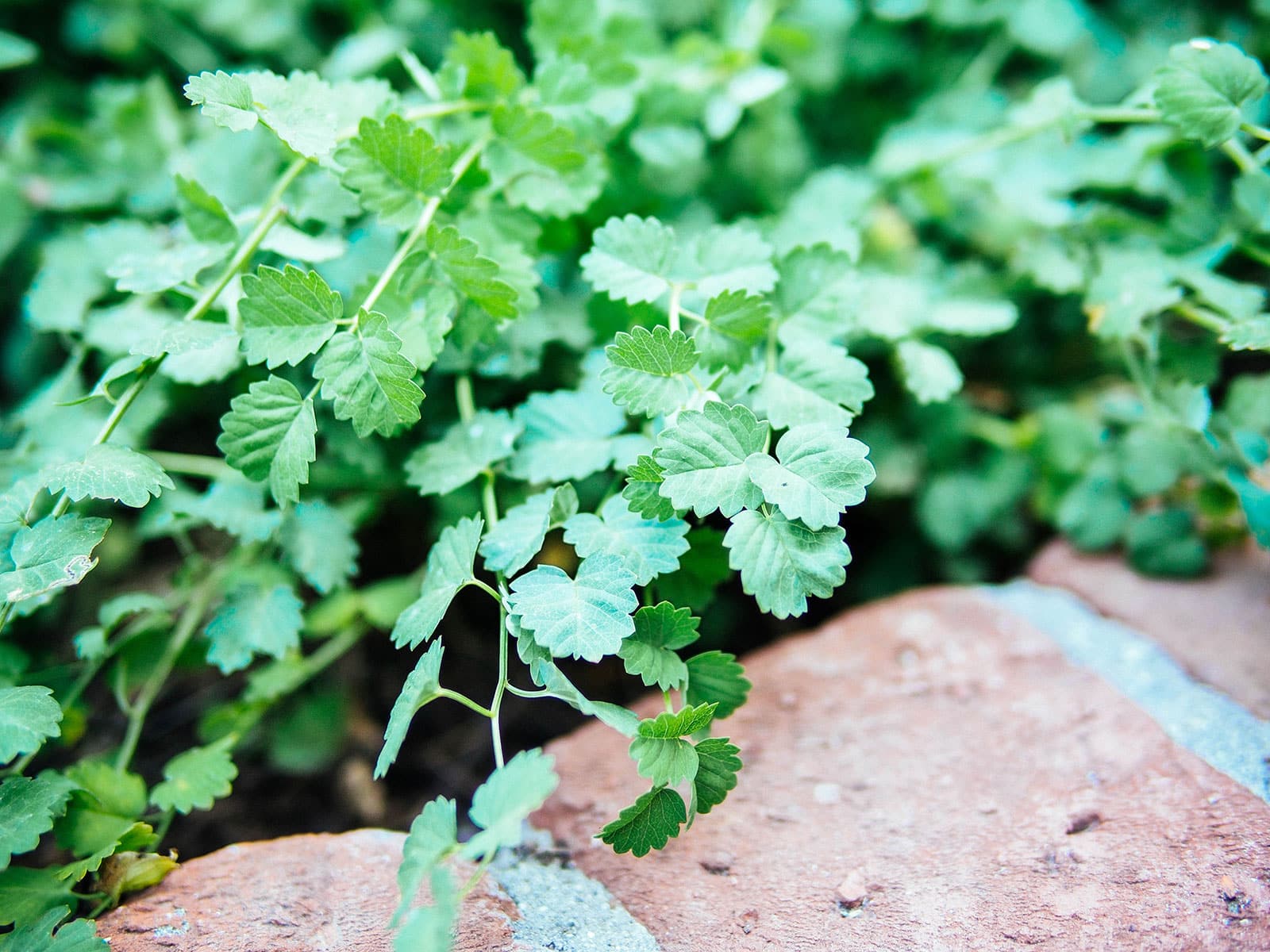 Salad burnet