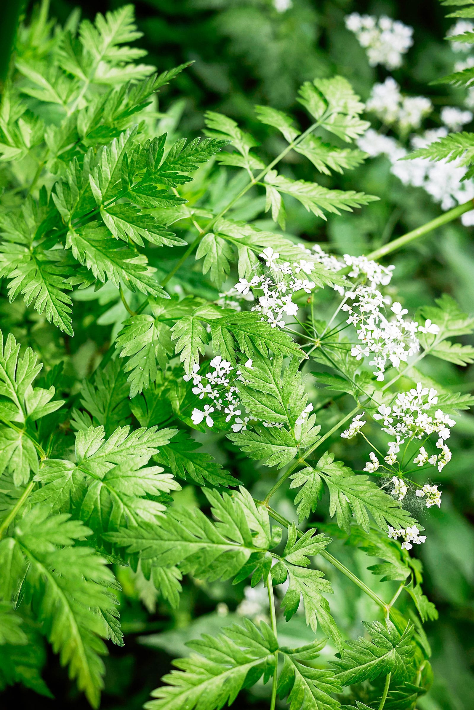 Sweet cicely