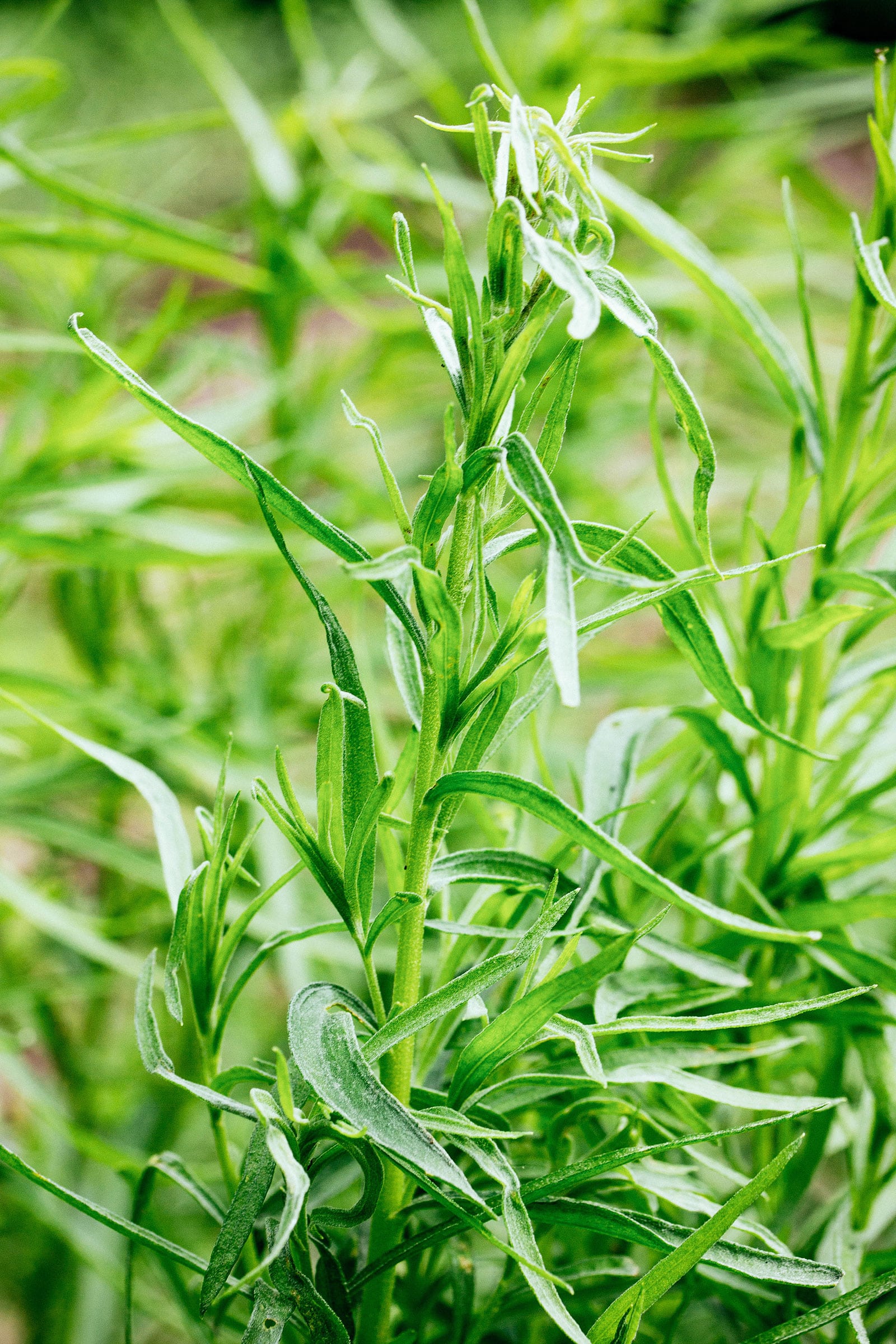 Tarragon