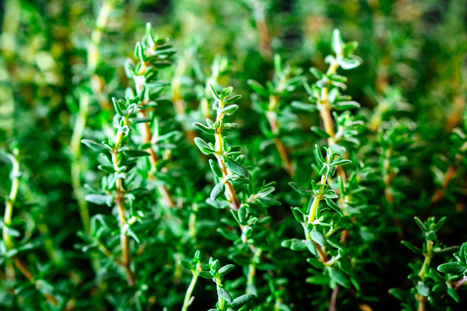 Thyme