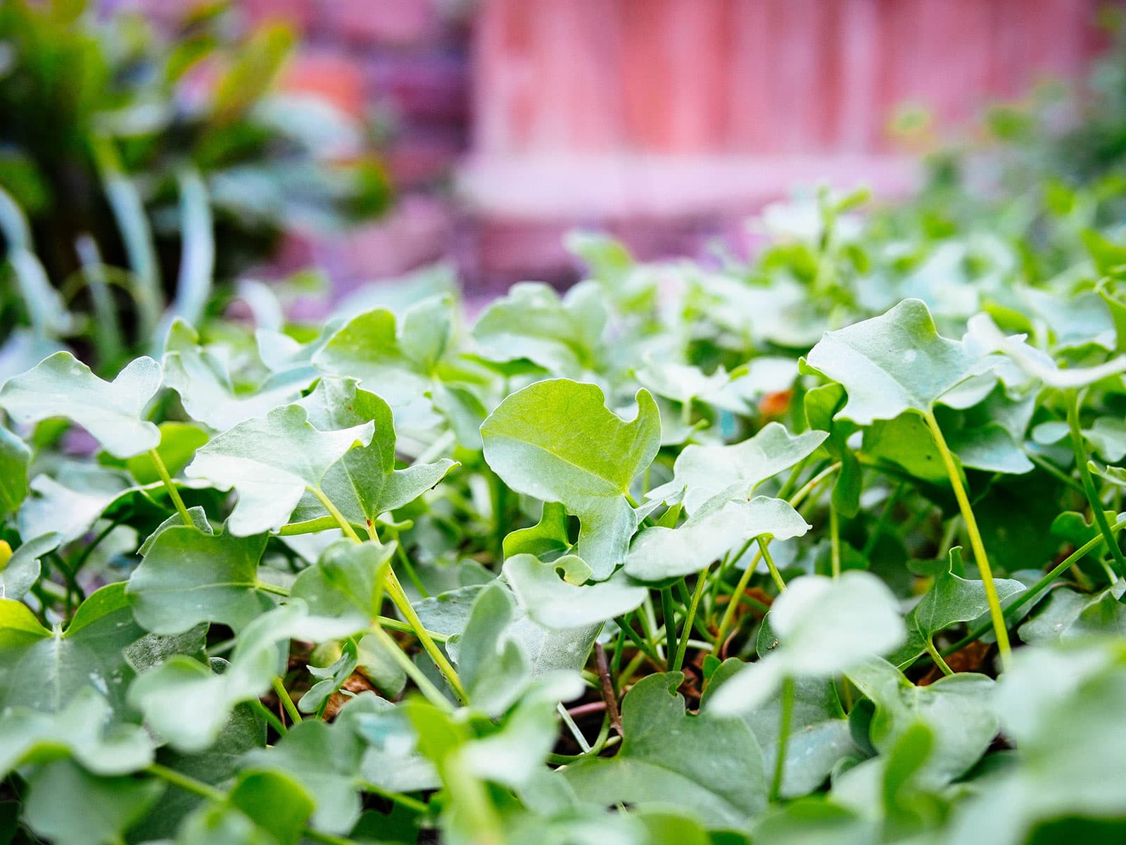 True French sorrel