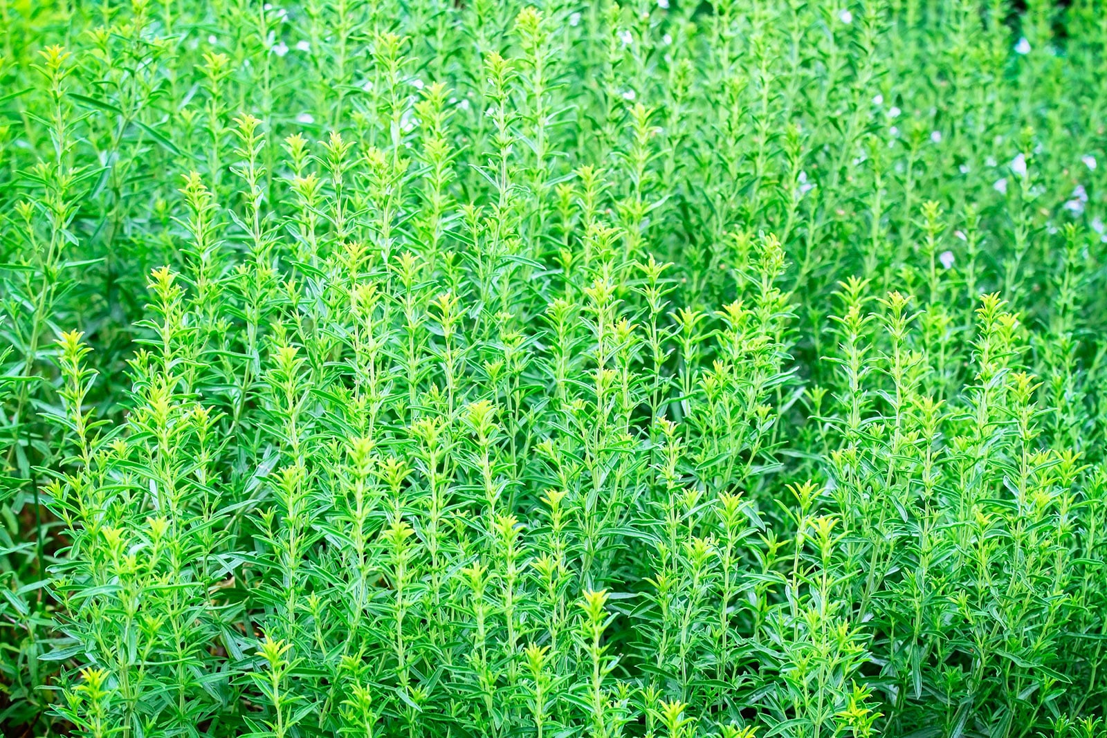Winter savory