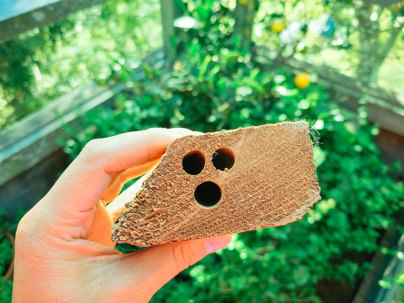 Hand holding up a piece of wood fascia with round holes bored by carpenter bees