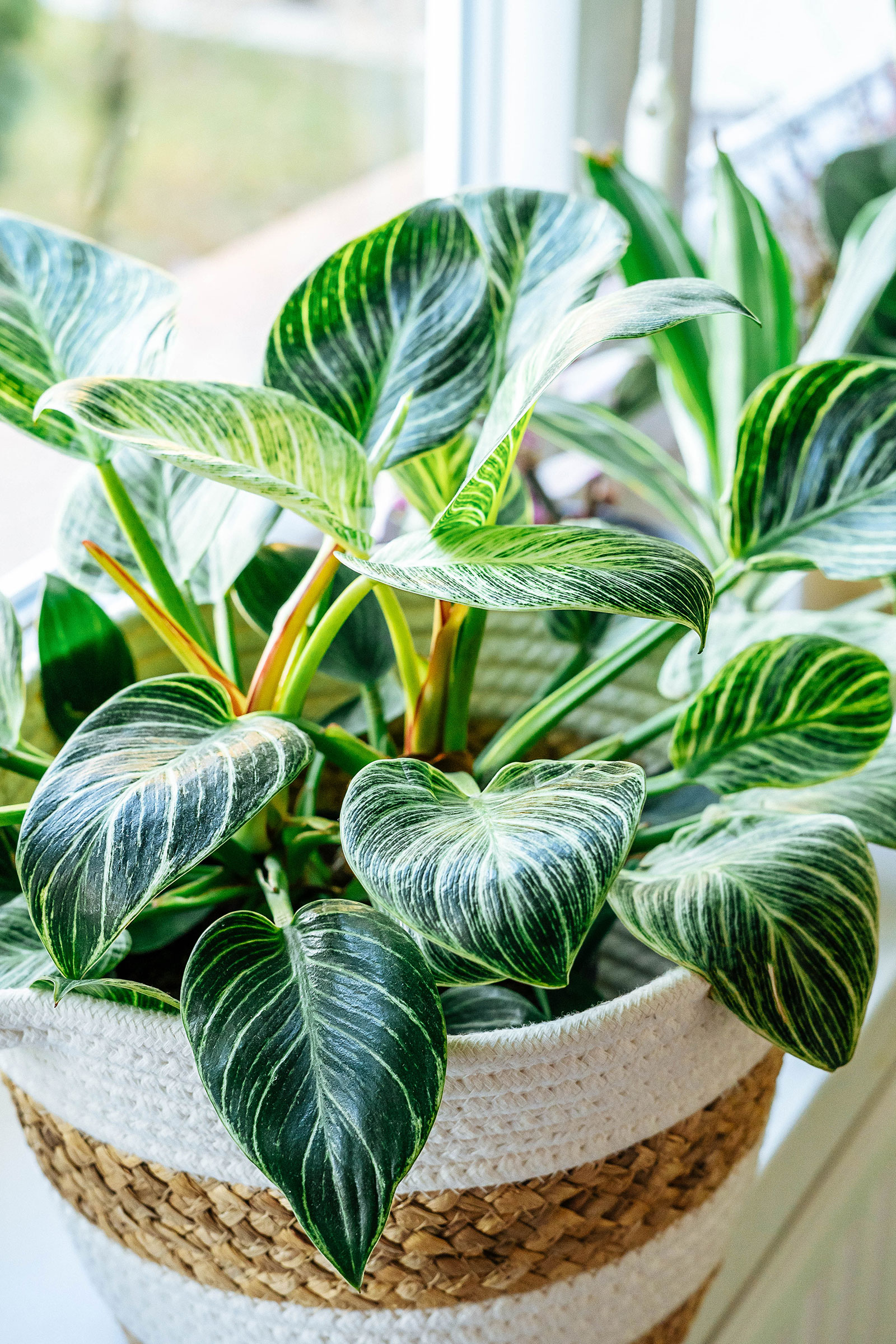 Philodendron Birkin houseplant in a white knit and rattan pot sitting on a windowsill