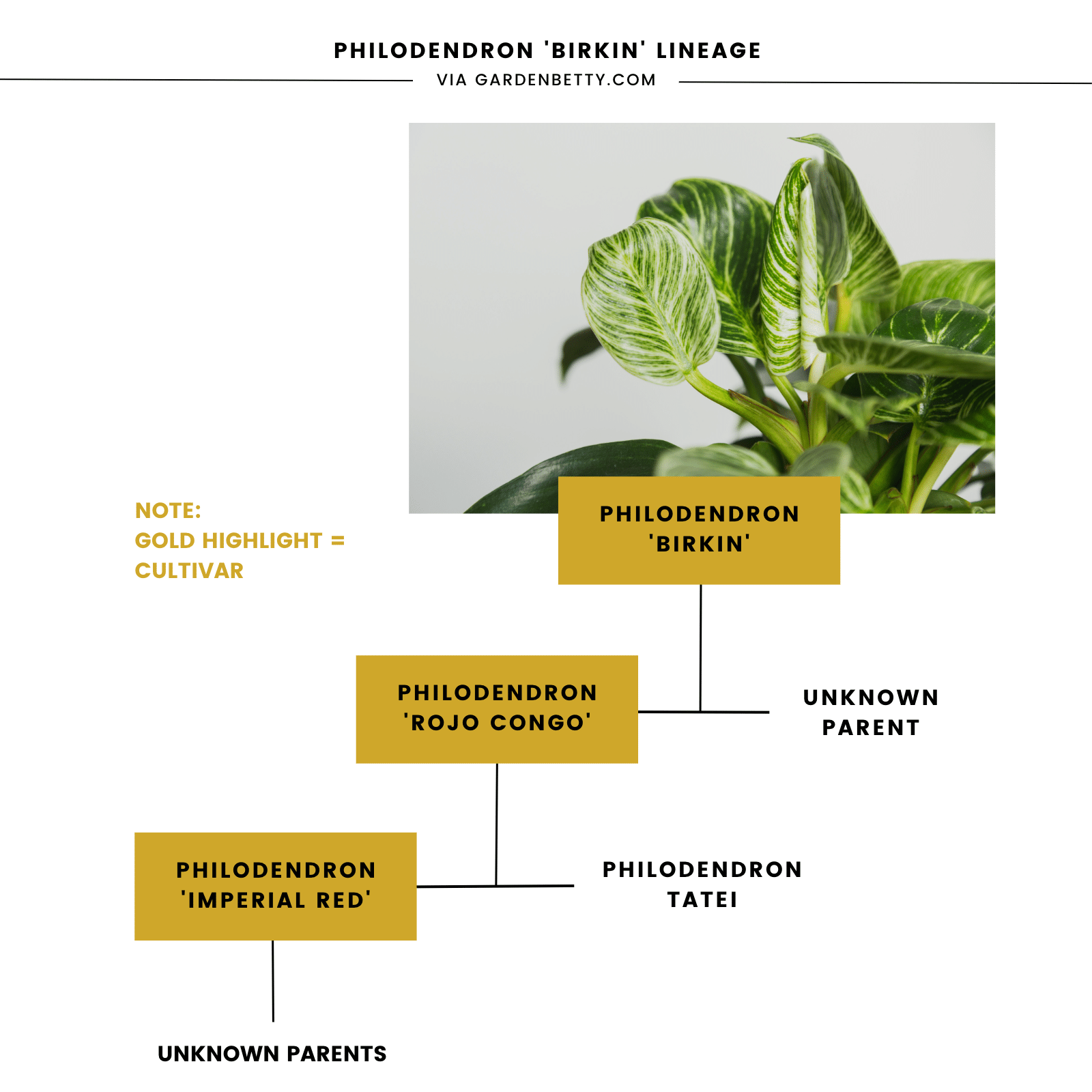 Diagram illustrating plant lineage of Philodendron Birkin cultivar
