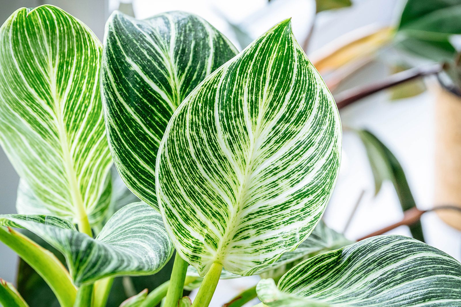 Closeup of striped pattern on Philodendron White Wave leaf