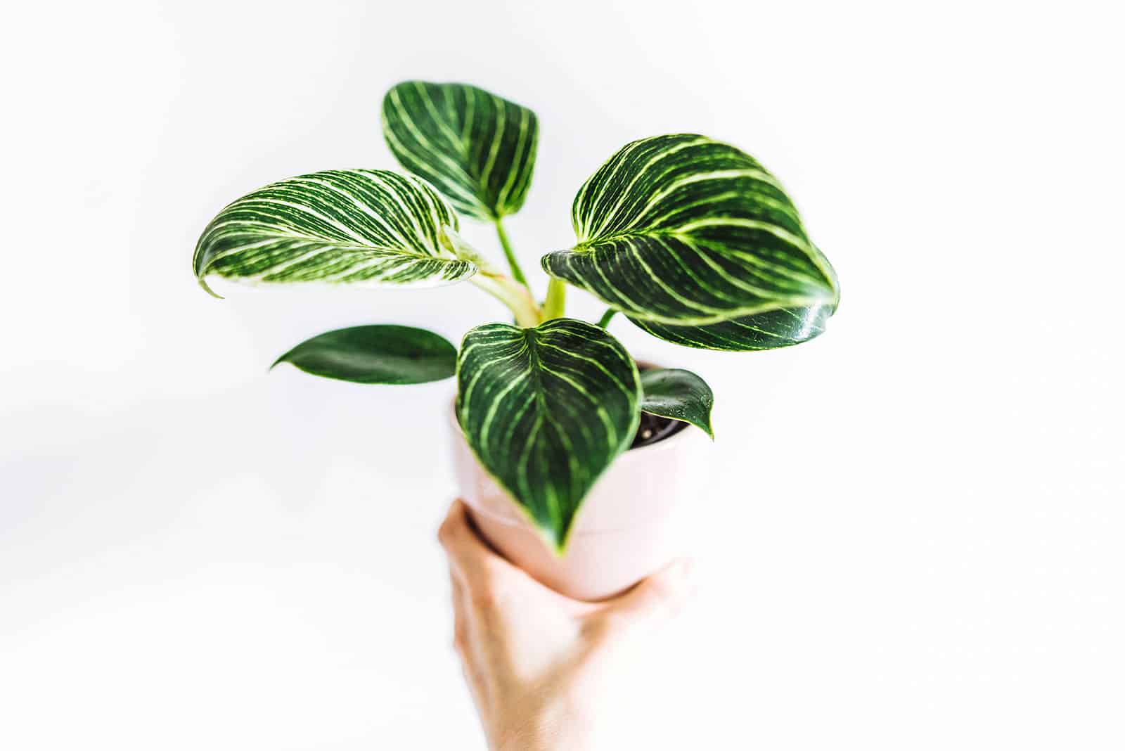 Hand holding a small pale pink ceramic pot with a Philodendron Birkin plant
