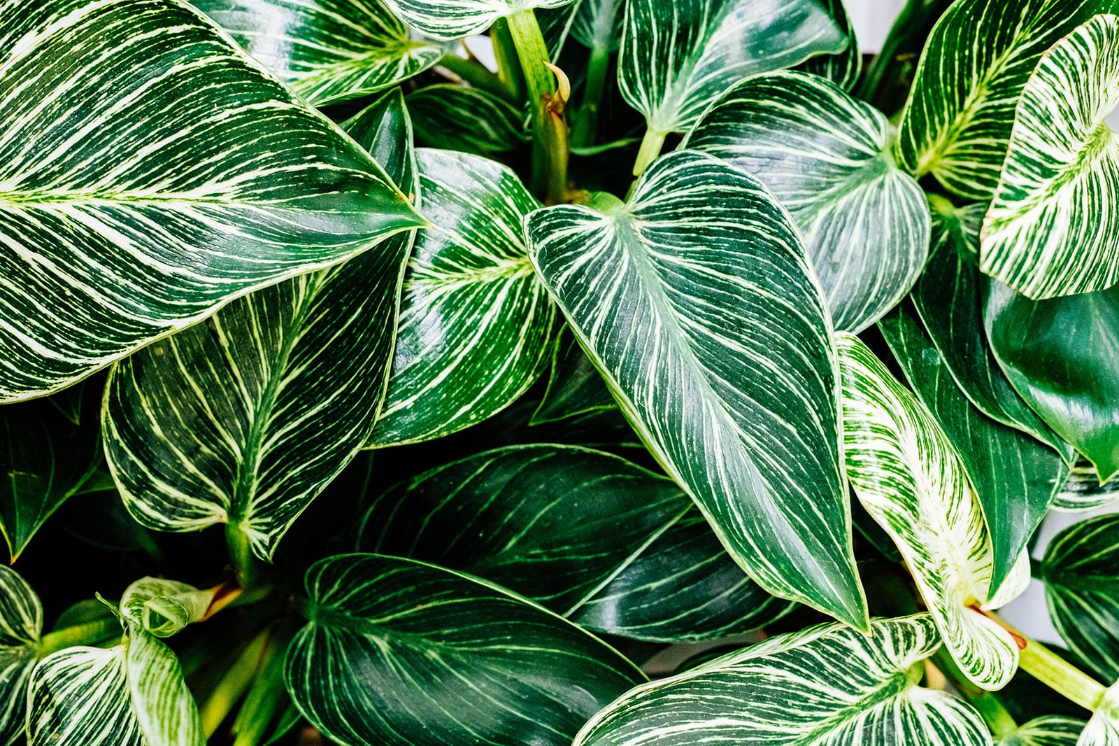 Philodendron Birkin foliage with dark green and cream striped pattern