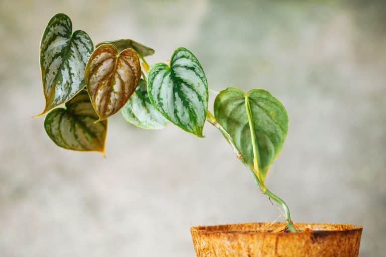 The best way to care for Philodendron brandtianum (Philodendron Brandi)