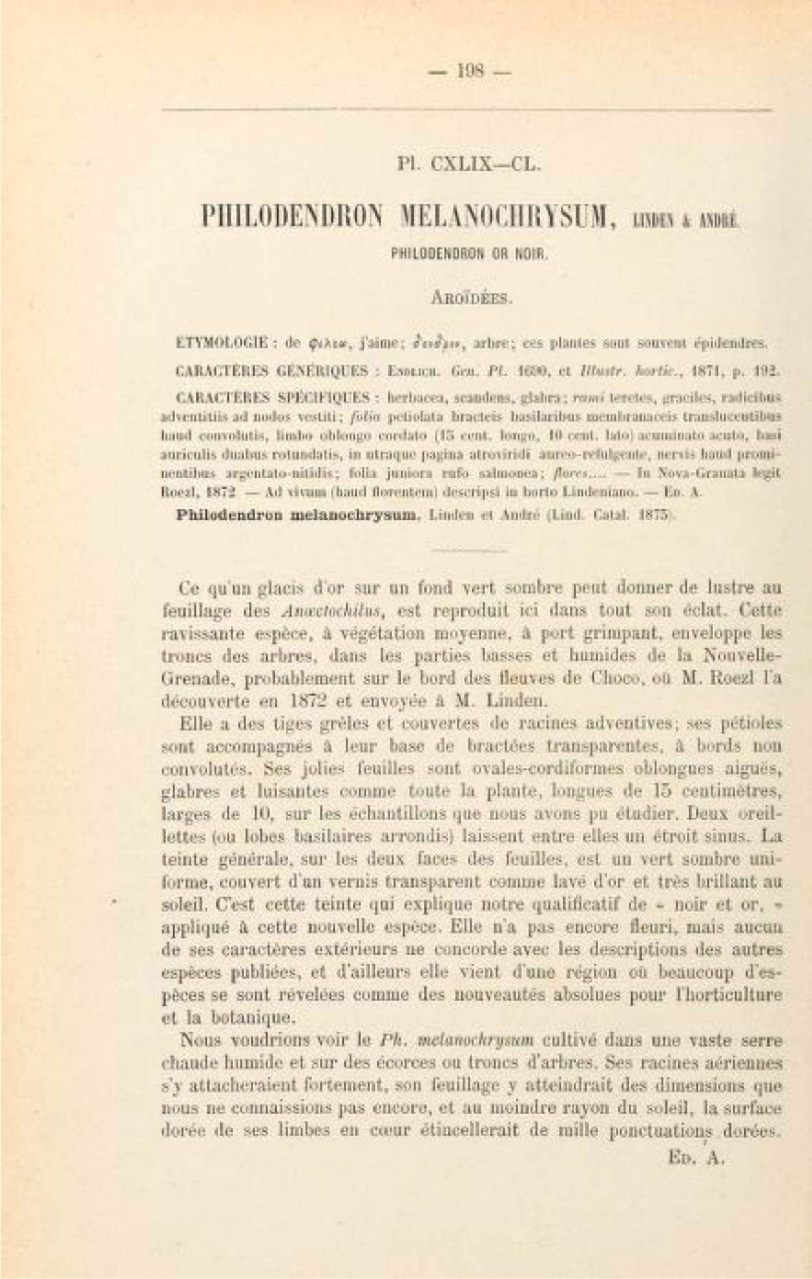 1873 botanical text (written in French) describing Philodendron melanochrysum for the first time