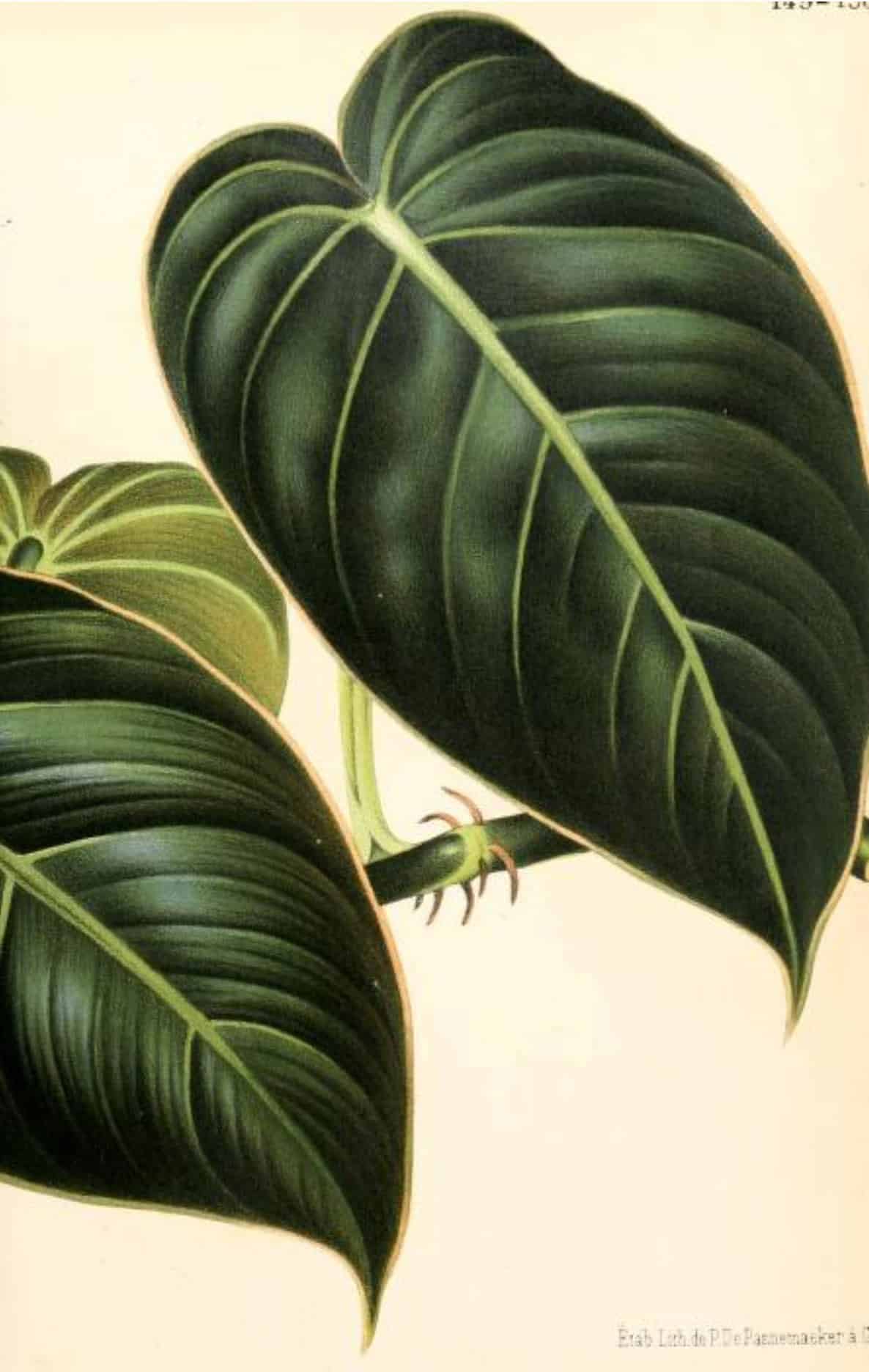 Botanical illustration of Philodendron melanochrysum leaves from an 1873 French textbook