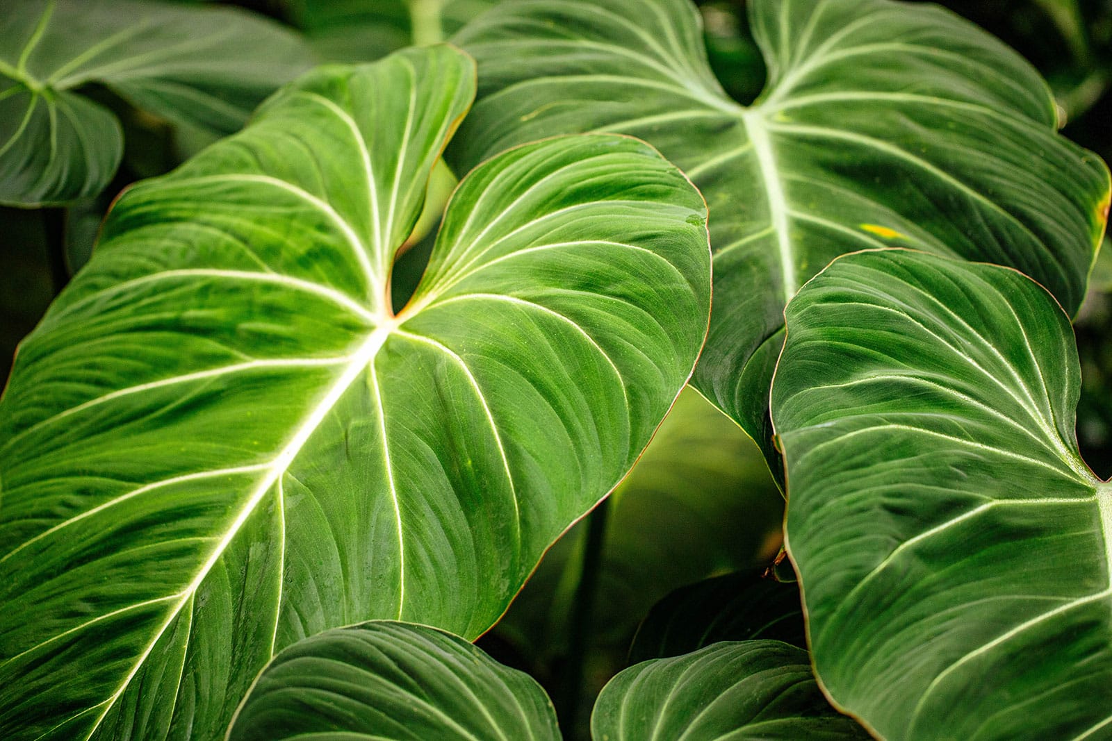 Close-up of large, velvety deep green leaves on Philodendron melanochrysum (Black Gold Philodendron)
