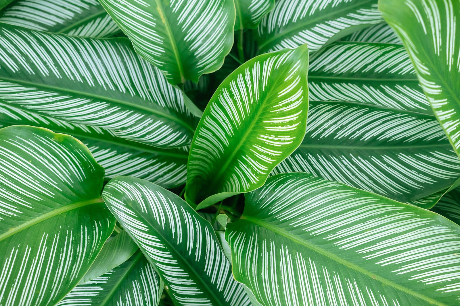 Dieffenbachia Camille