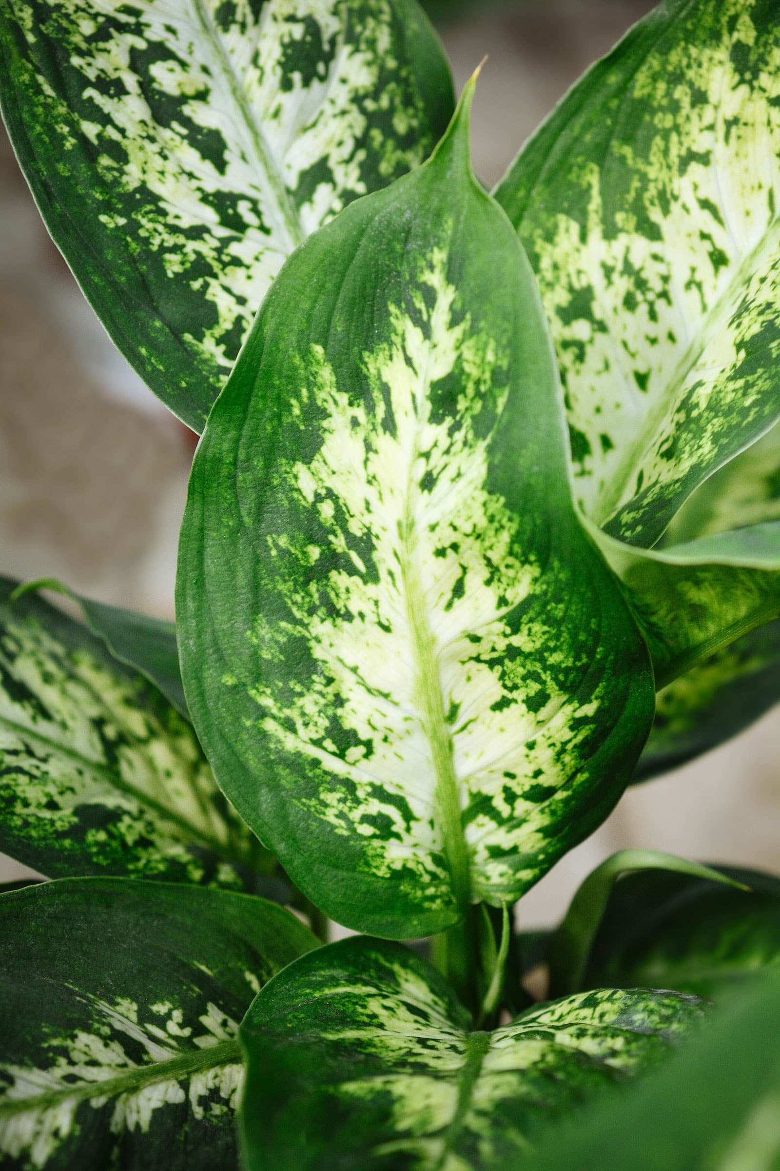 Dieffenbachia Compacta
