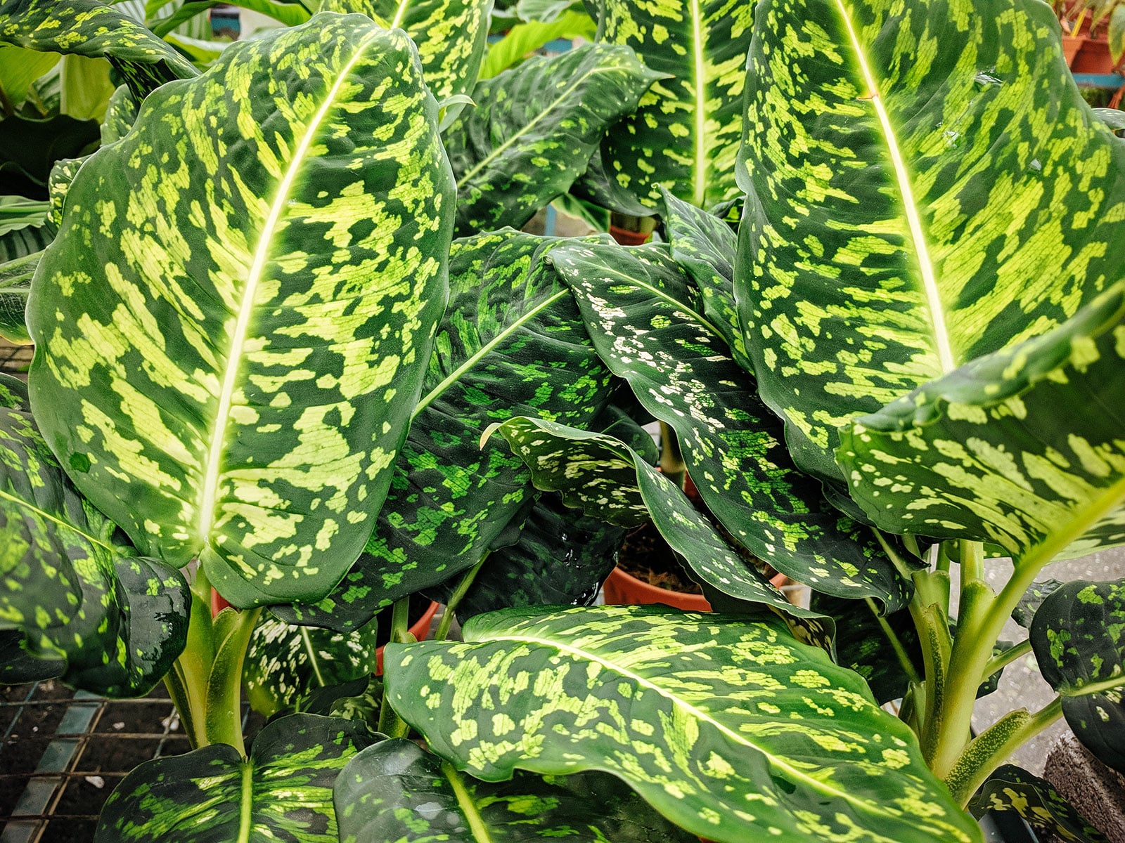 Dieffenbachia Reflector
