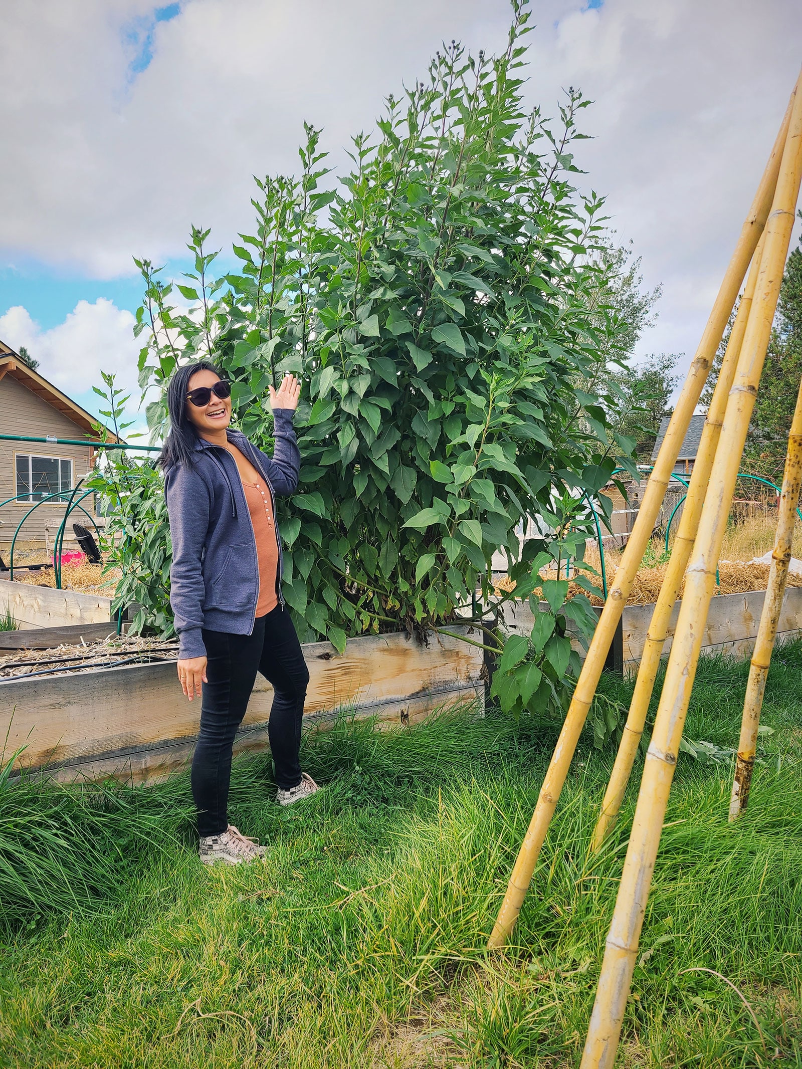 Garden Betty in a grassy garden, standing next to a raised bed of 7-foot-tall Jerusalem artichoke plants growing vigorously in late summer