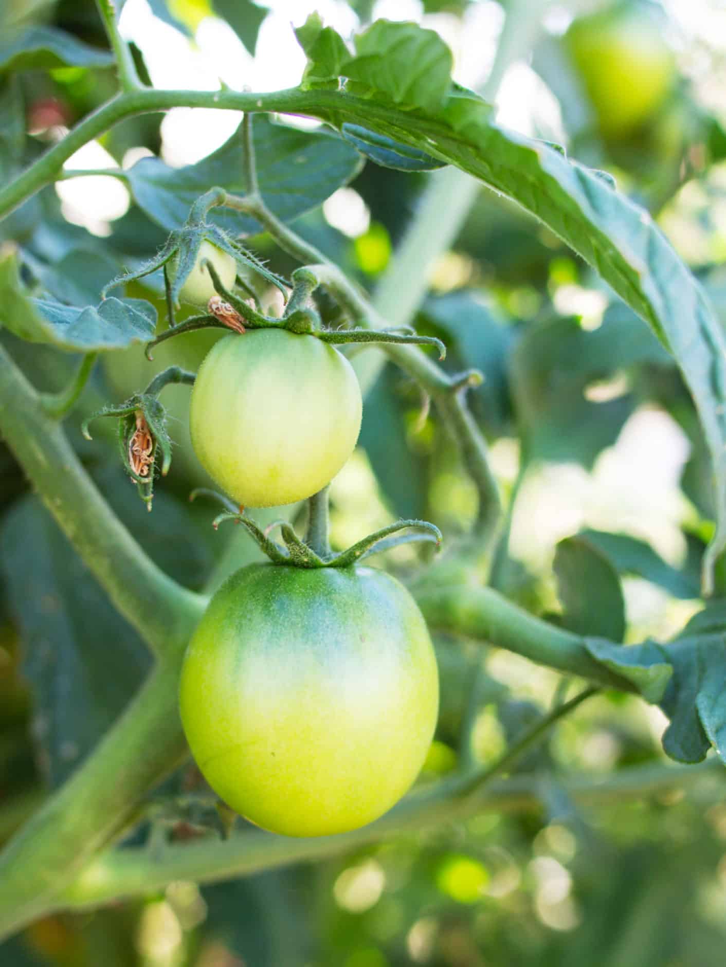 Two green tomatoes on the vine, with the top one smaller and the bottom one fully developed