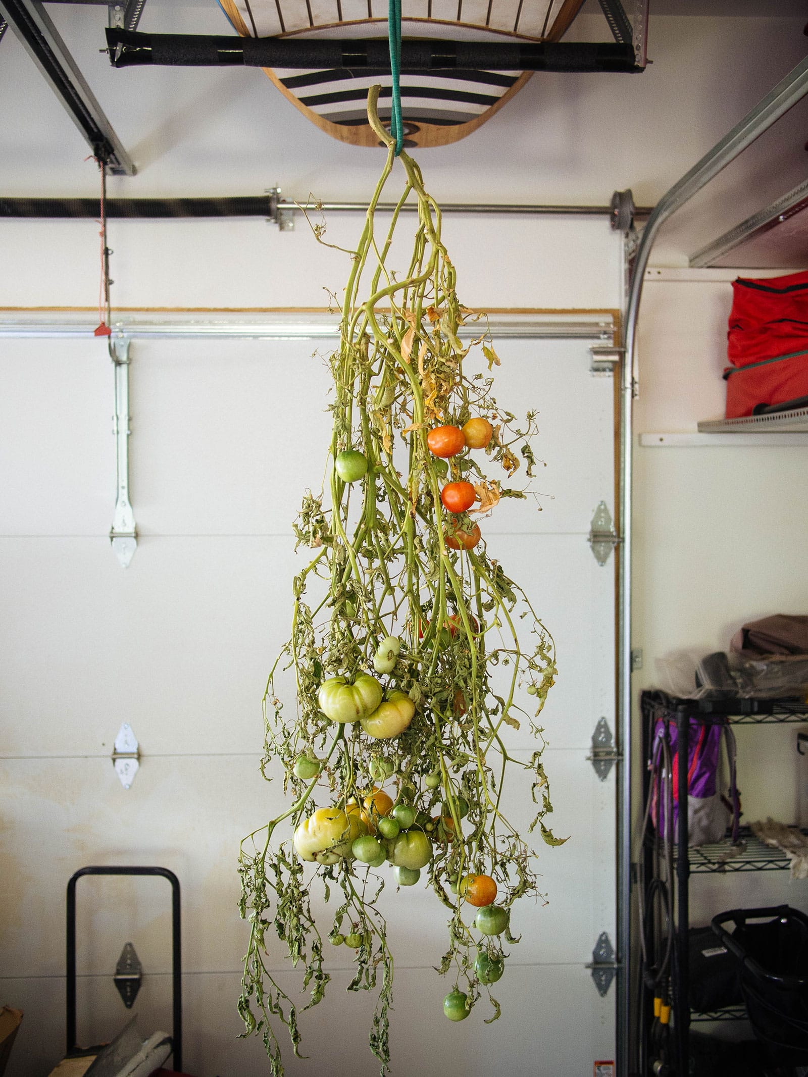 A section of tomato vines removed from the plant, with dried stems and leaves and clusters of ripe red cherry tomatoes still hanging on