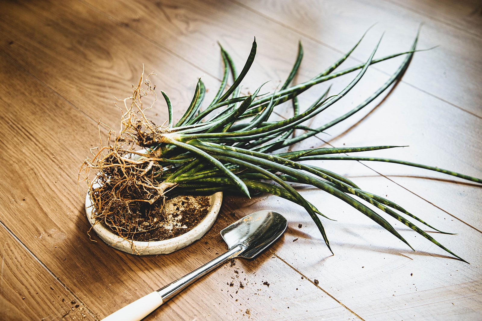 Several sections of separated Sansevieria cylindrica roots and leaves laying on a wooden table with a small planting trowel