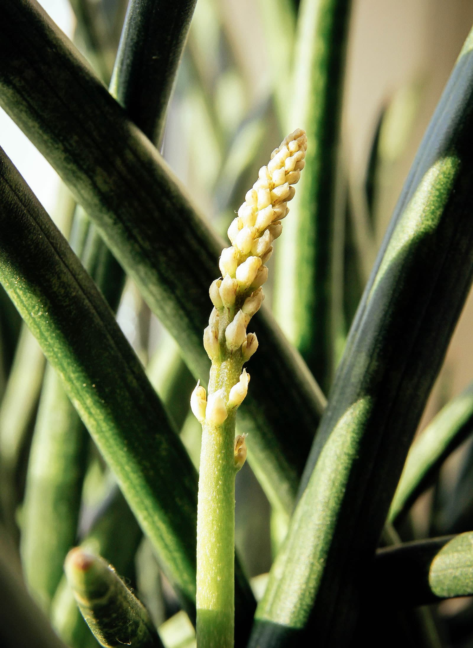 Close-up of a white flower spike budding on a Sansevieria cylindrica plant