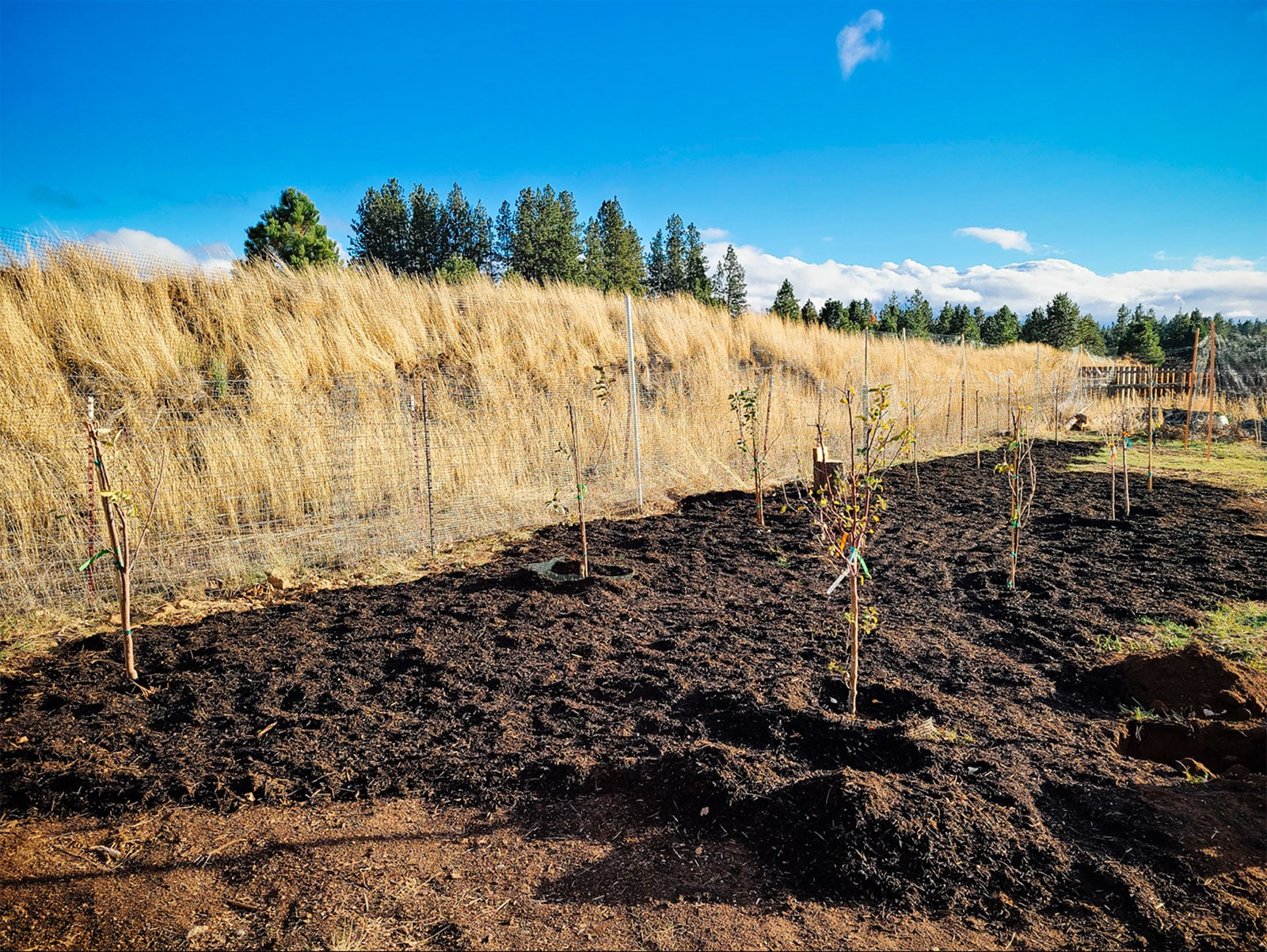 Newly planted orchard with a layer of compost spread over the entire planting area as mulch
