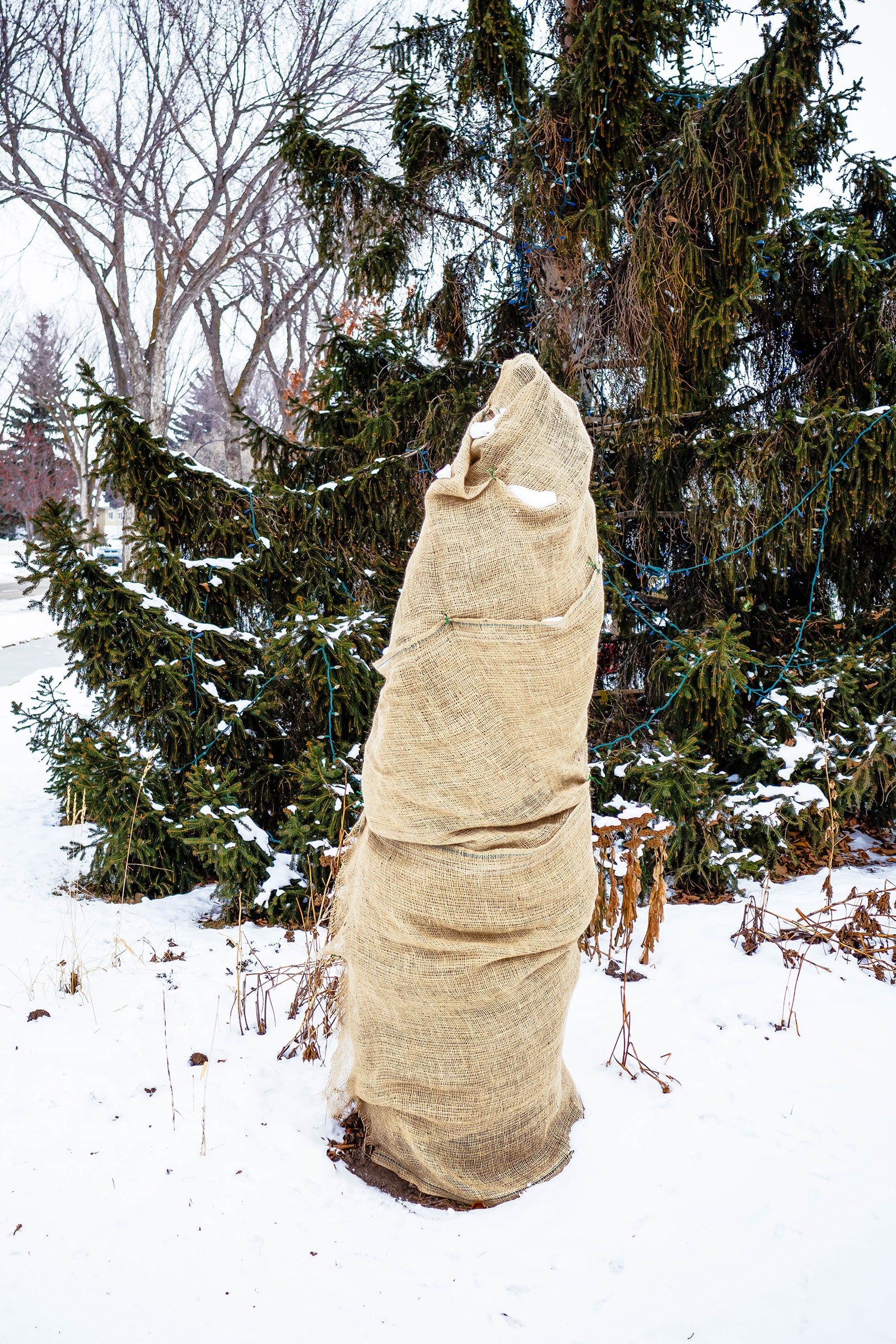 Snow-covered yard with a small evergreen tree wrapped in burlap for winter, with a larger evergreen growing in the background