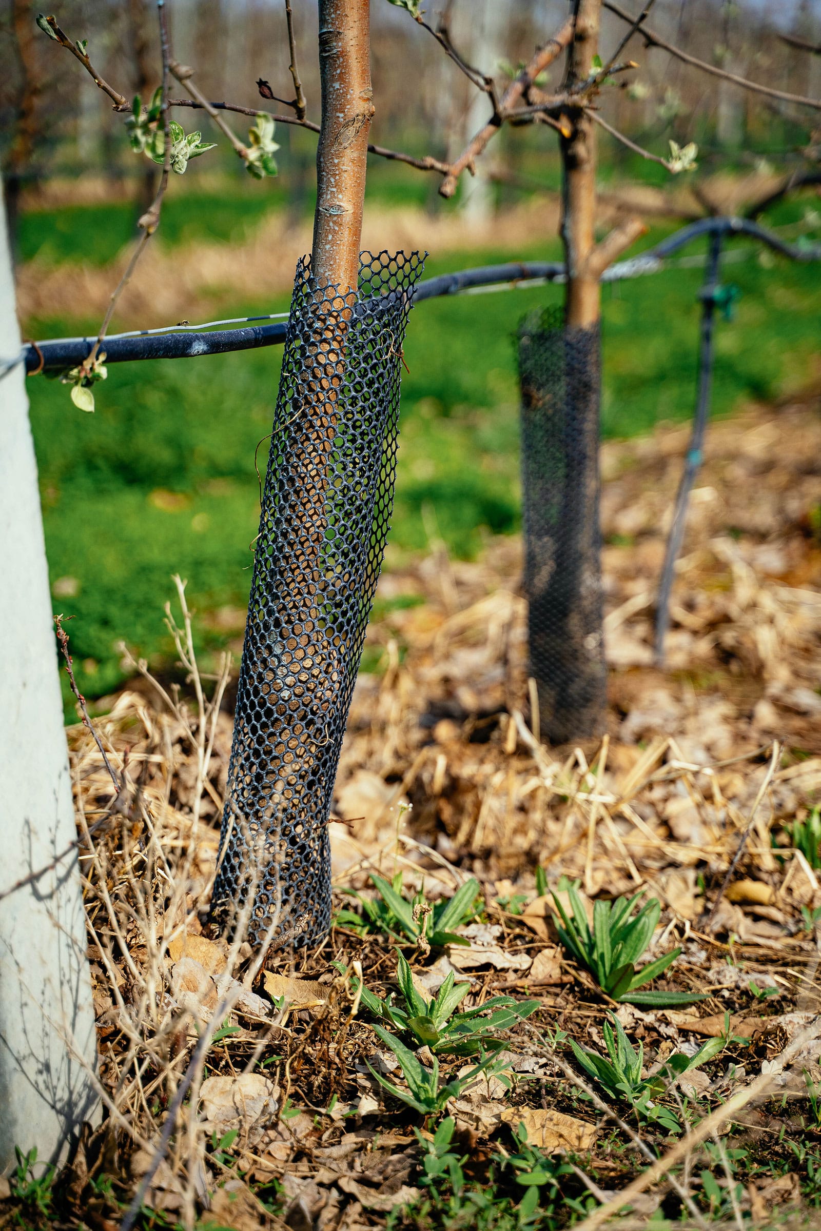 Young trees with black plastic hardware net wrapped around their trunks for critter protection