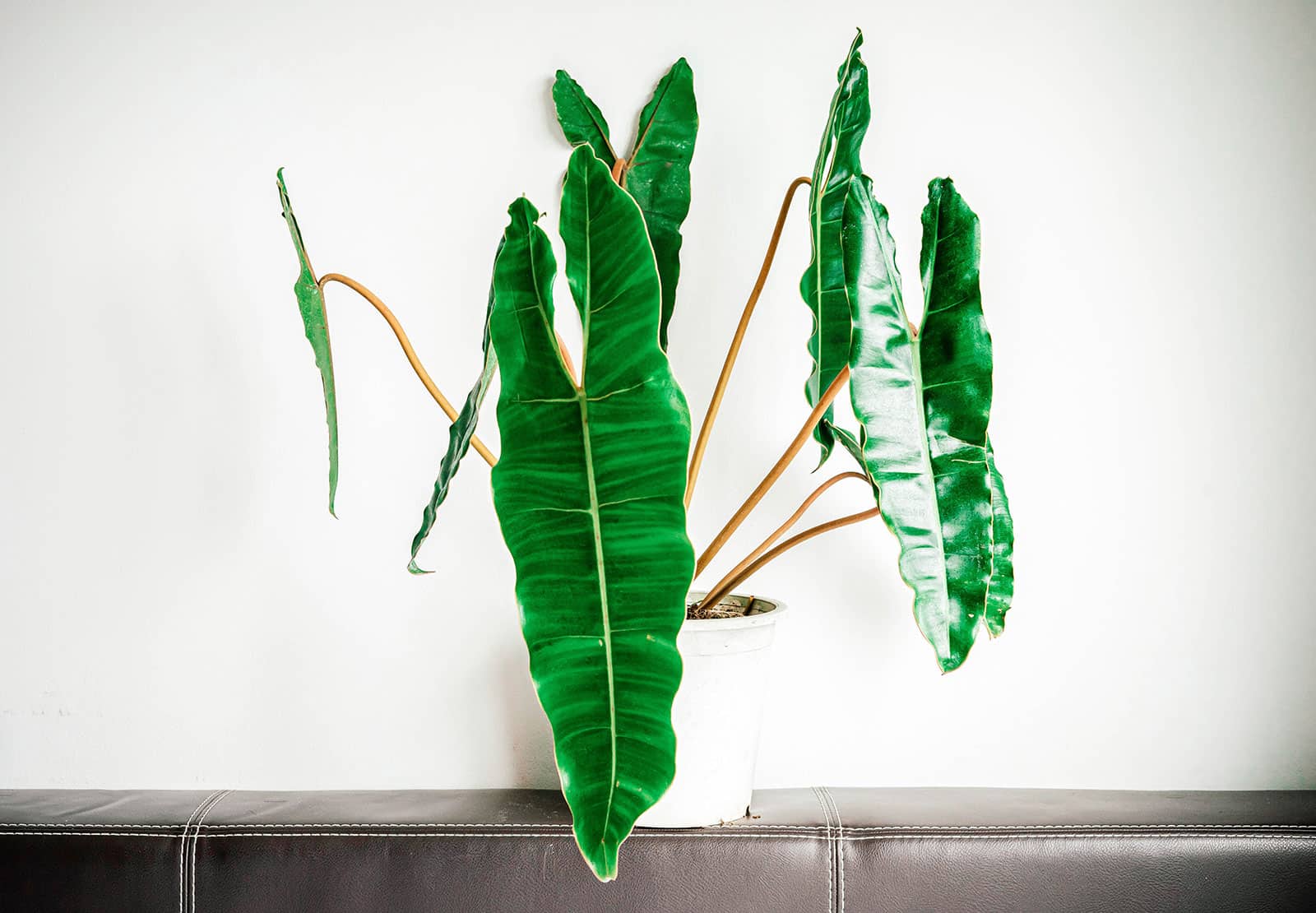 Philodendron billietiae houseplant in a white pot, shot against a white background on the edge of a black leather surface