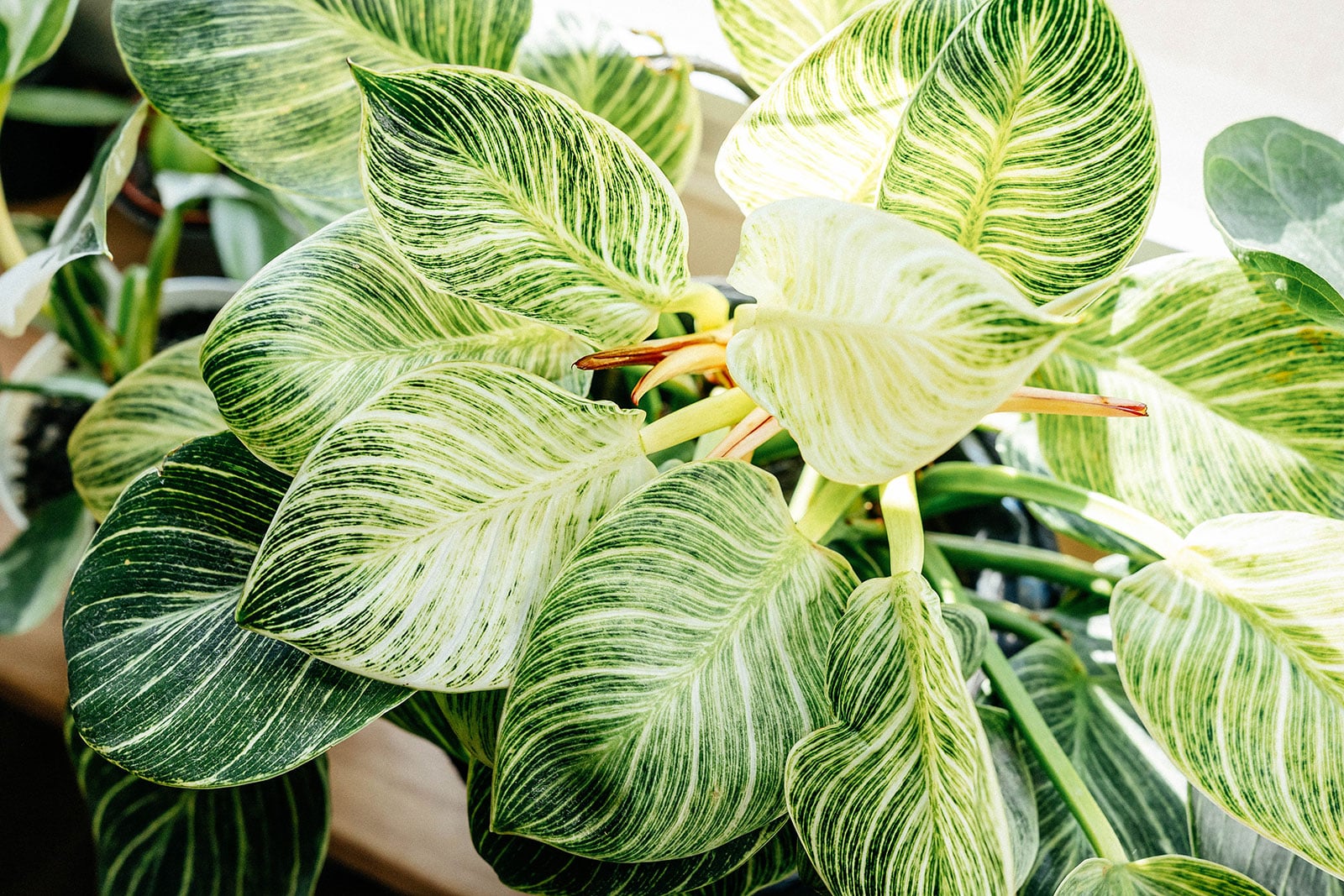 Closeup shot of Philodendron birkin houseplant with sunlight on the leaves