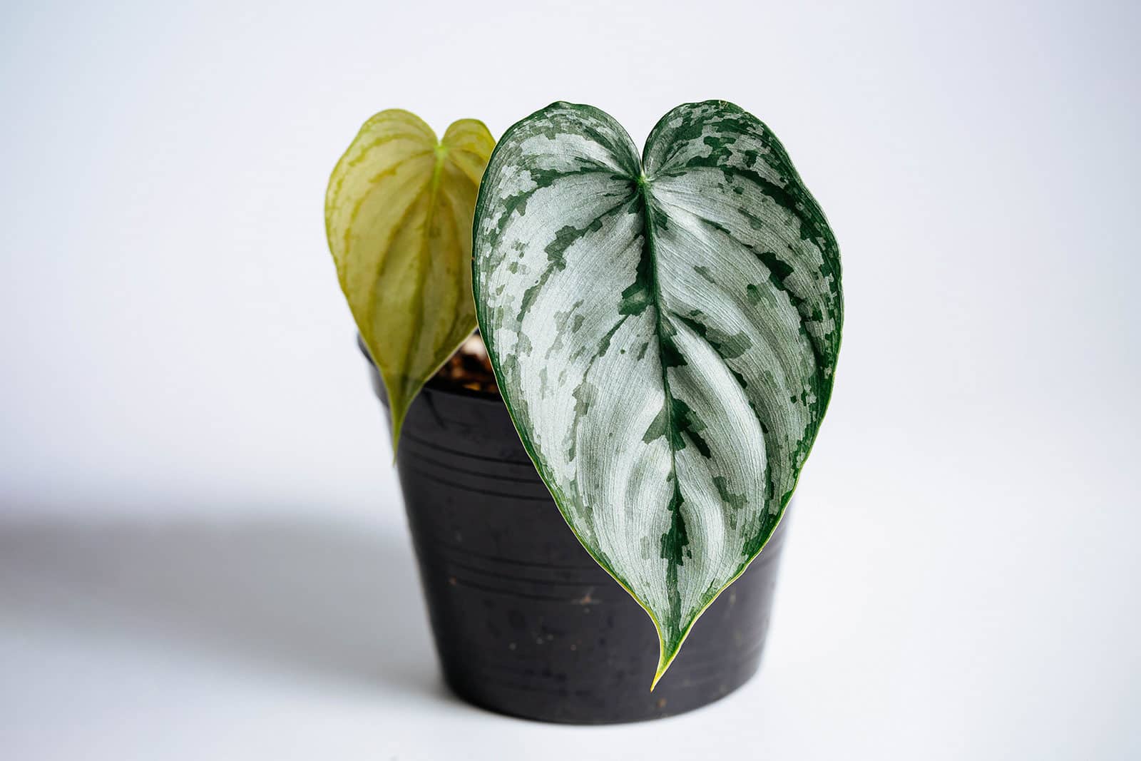 A small Philodendron brandtianum (Philodendron Brandi) houseplant in a black plastic pot, shot against a white background