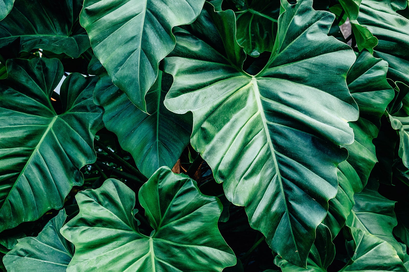 Closeup view of large Philodendron giganteum leaves