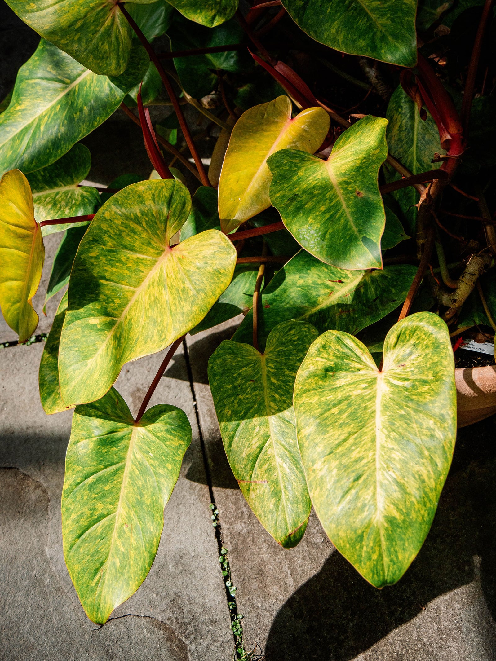 Philodendron 'Painted Lady' houseplant shot outside on a concrete patio