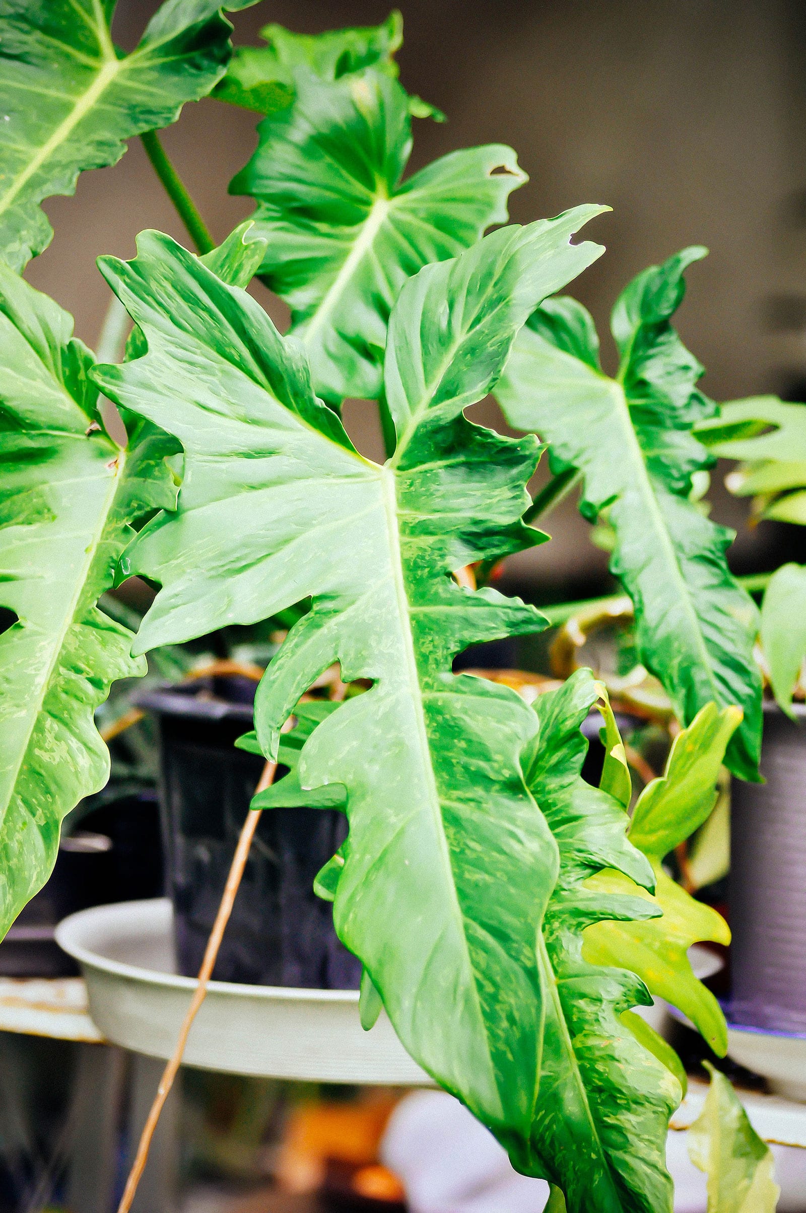 Closeup view of a Philodendron 'Ring of Fire' houseplant in a black pot