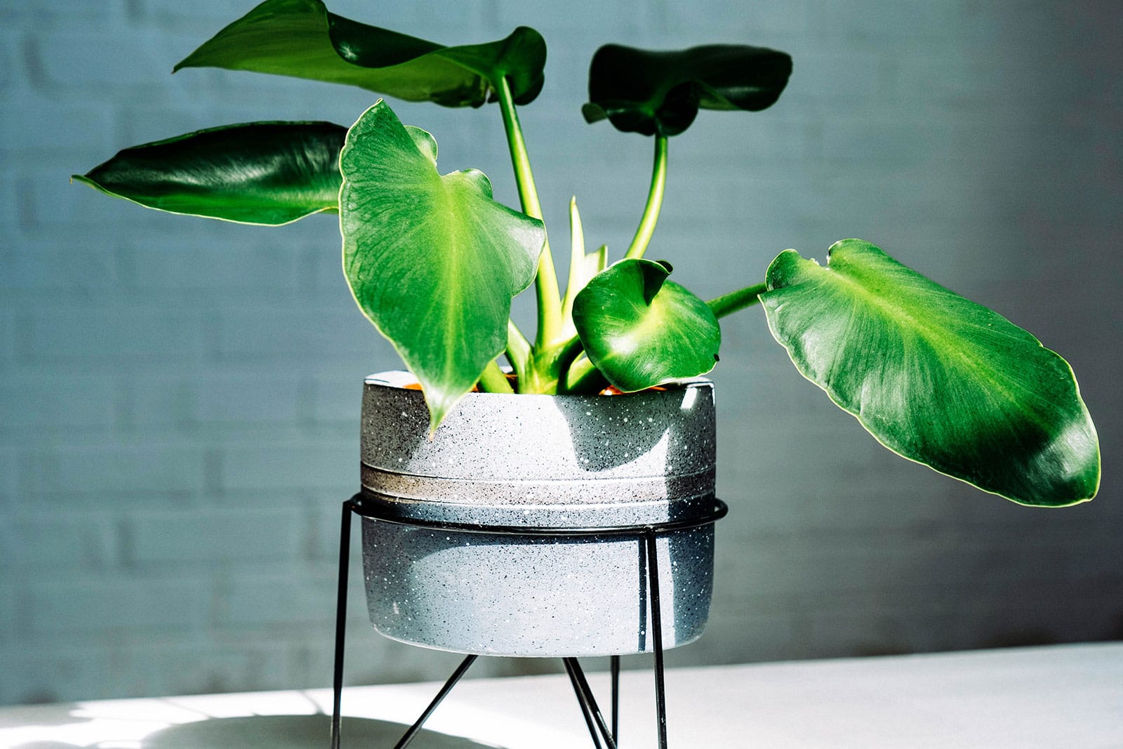 Philodendron rugosum houseplant in a speckled gray and blue pot with hard light shining on the leaves