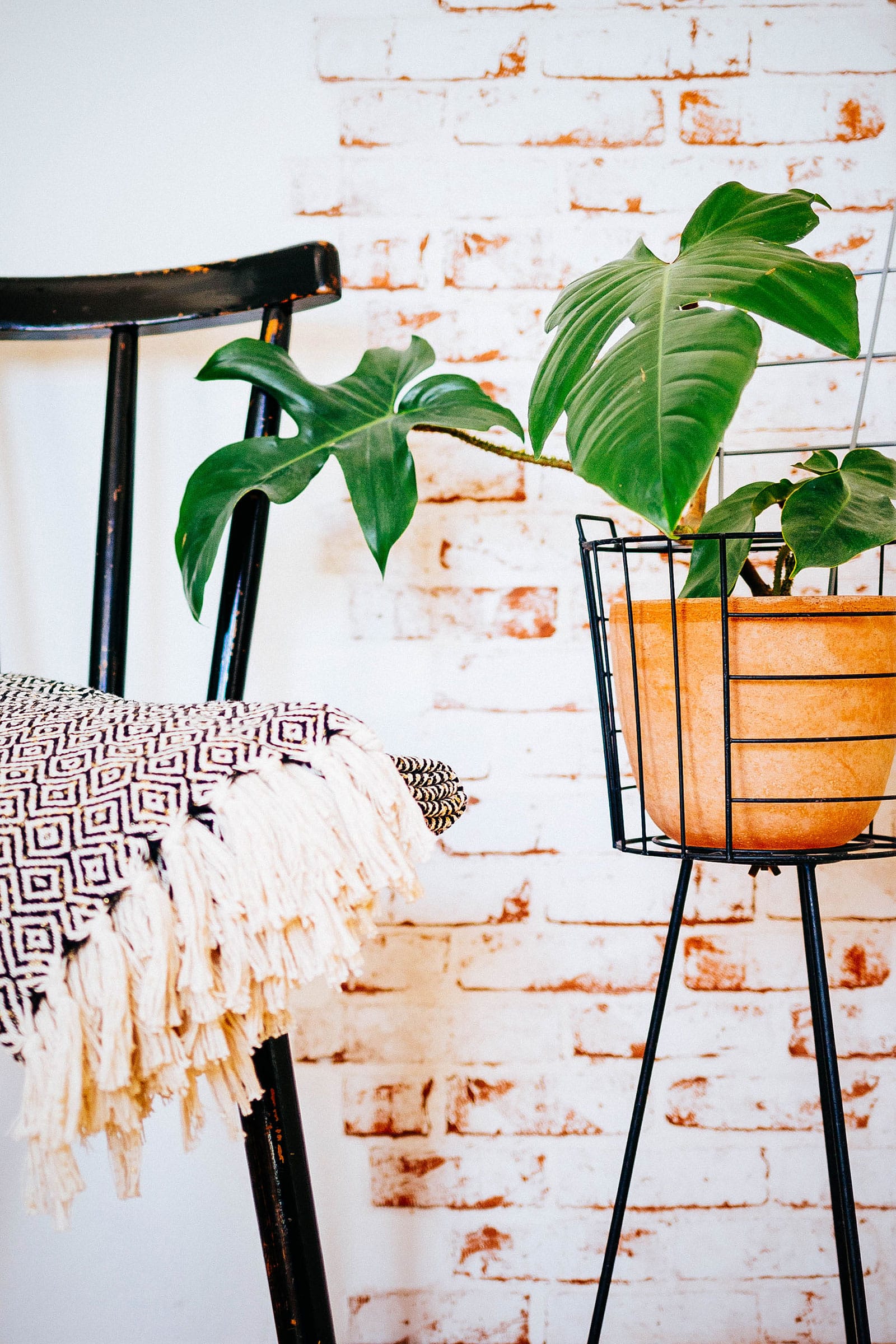 Philodendron squamiferum houseplant in a terracotta pot in a black metal plant stand, with a black chair and blanket beside it