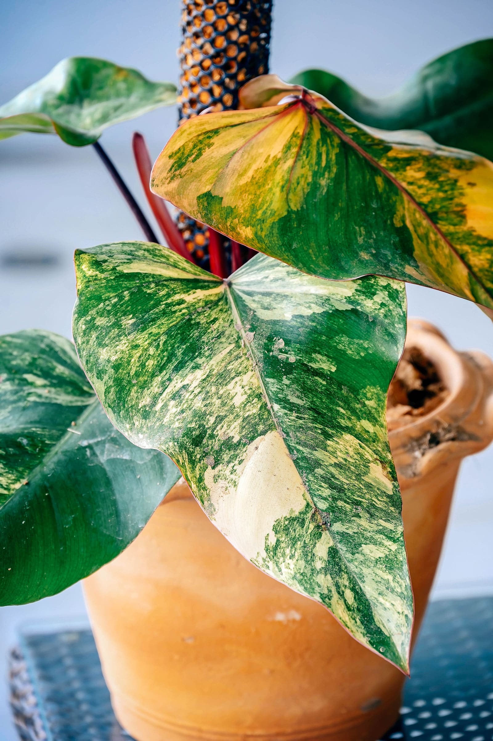 Philodendron 'Strawberry Shake' houseplant in a terracotta pot with a moss pole