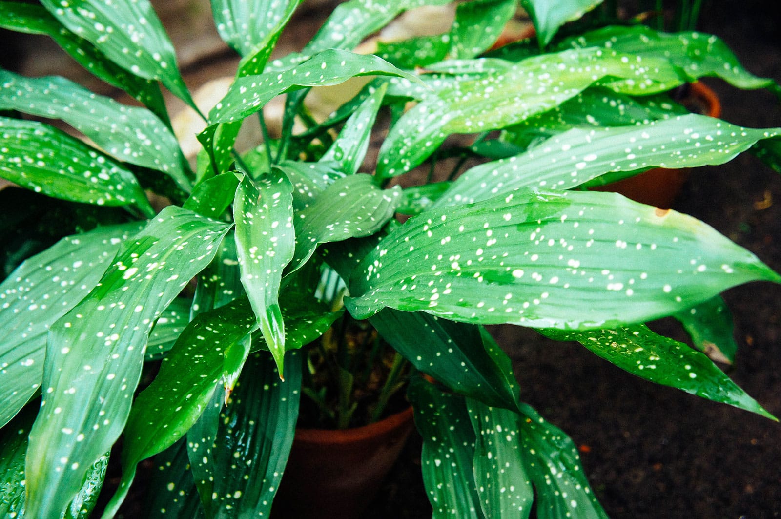 Aspidistra lurida 'Ginga' houseplant