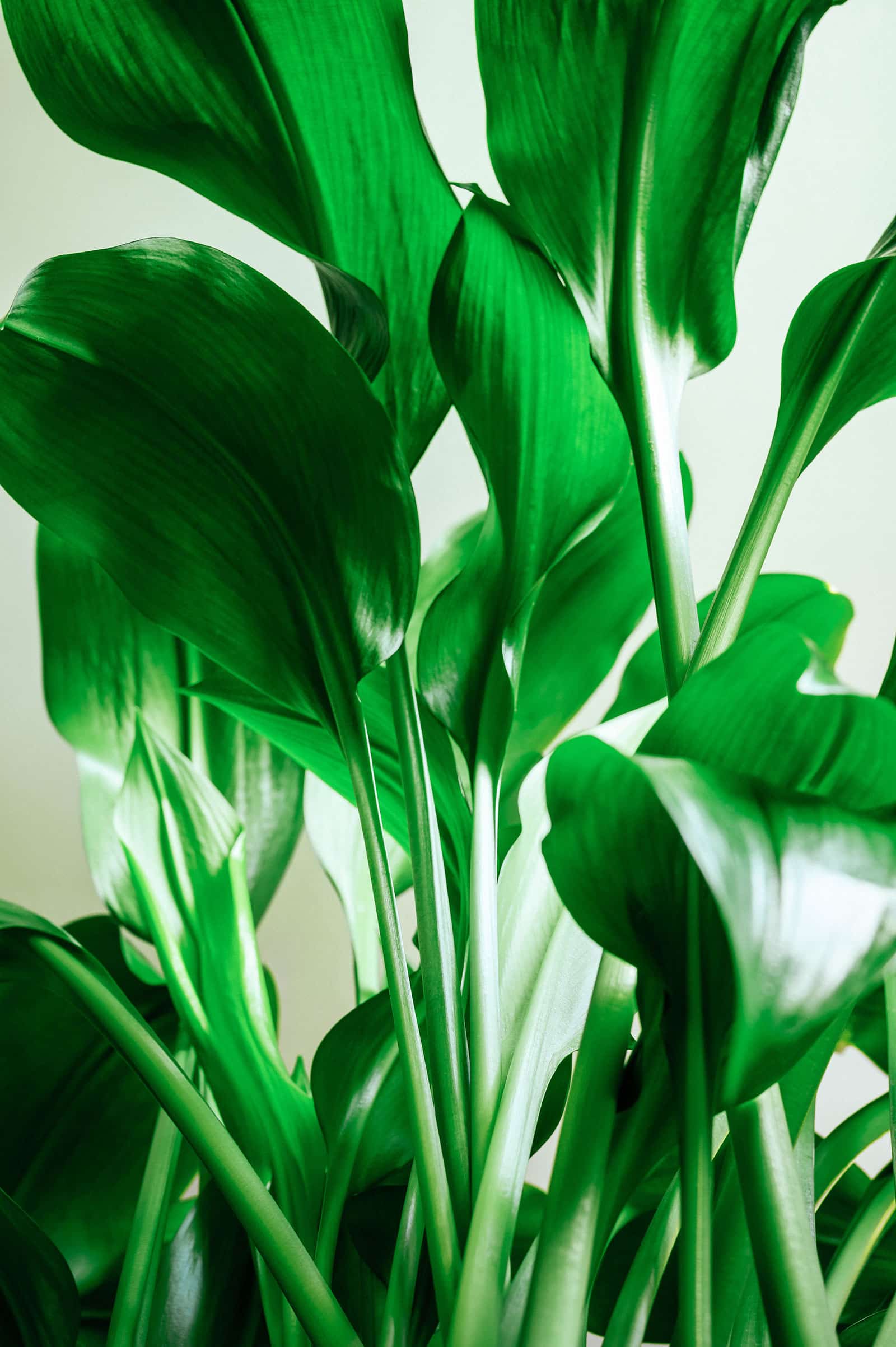 Close-up of green stems on cast iron plant
