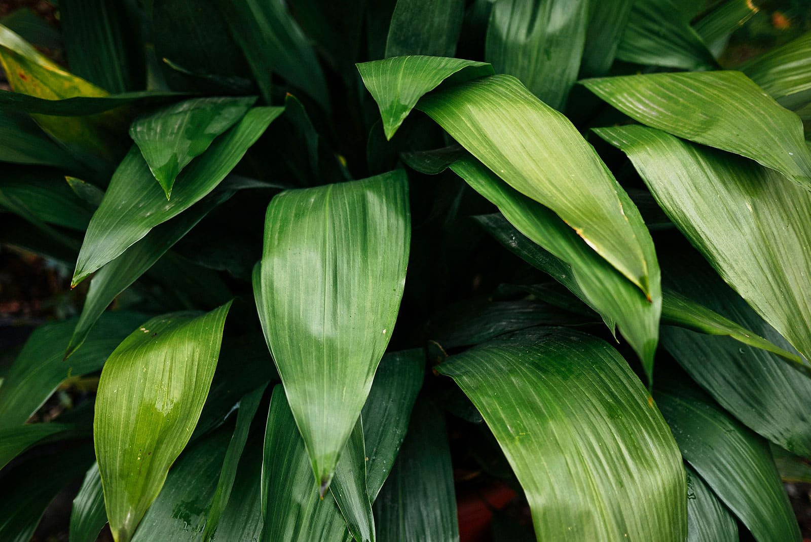 Glossy green leaves of Aspidistra (cast iron plant)