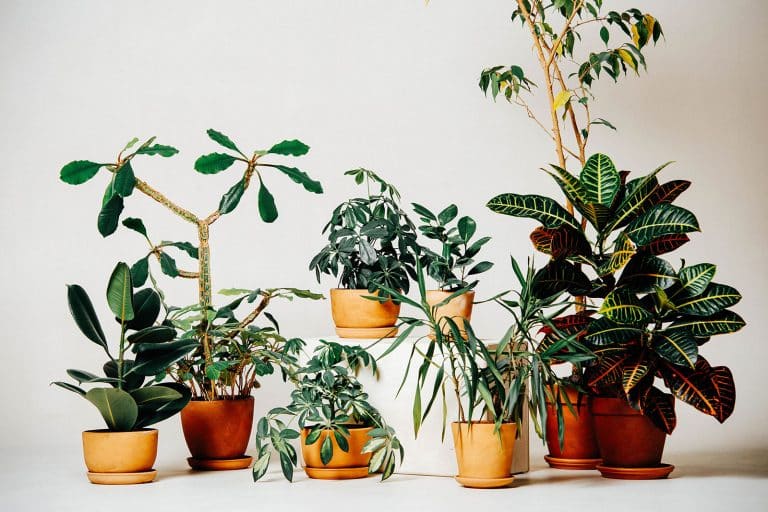 What are cultivars, varieties, hybrids and more: layman's guide to plant taxonomy