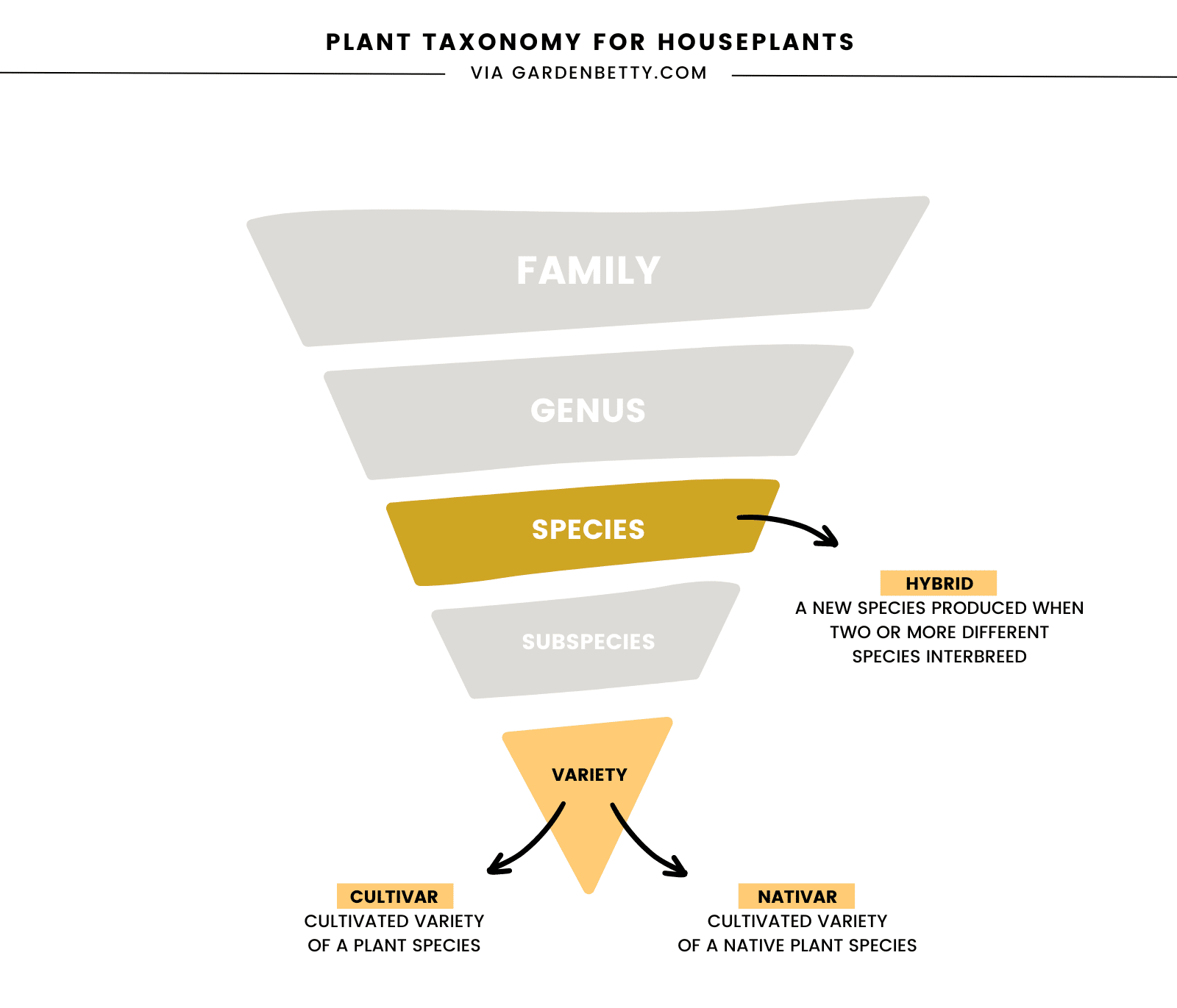Illustration showing plant taxonomy in an inverted triangle, with species and variety highlighted to distinguish the difference between a hybrid, cultivar, and nativar